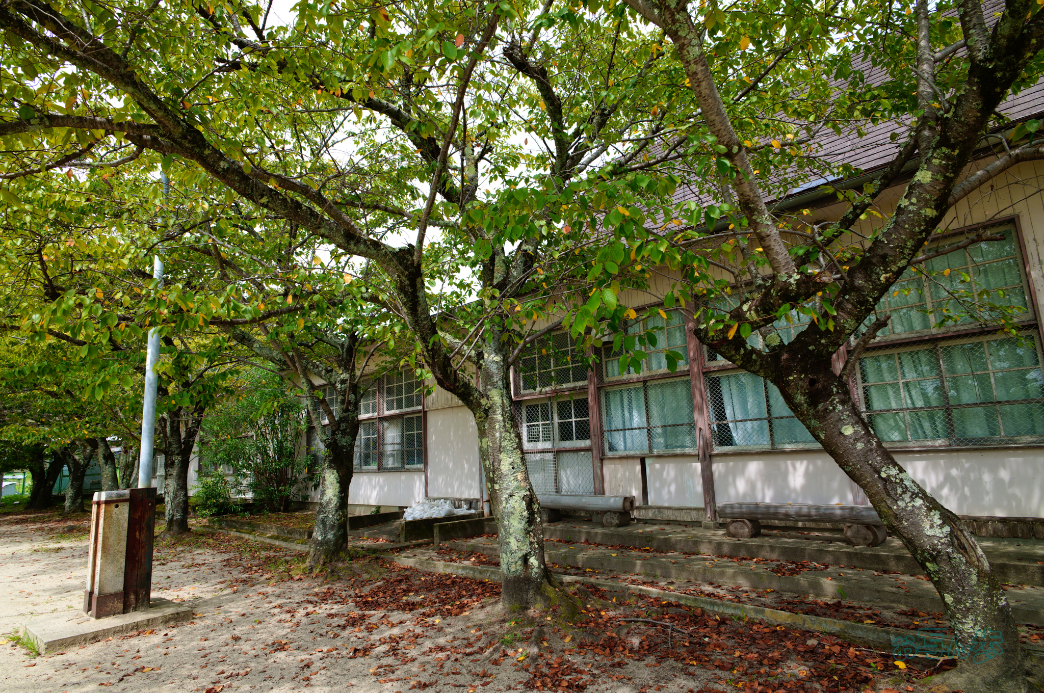https://www.yaotomi.co.jp/blog/walk/SDIM1977co%2C20%20mm%2CF8%2Ciso100%28JPEG%29.jpg