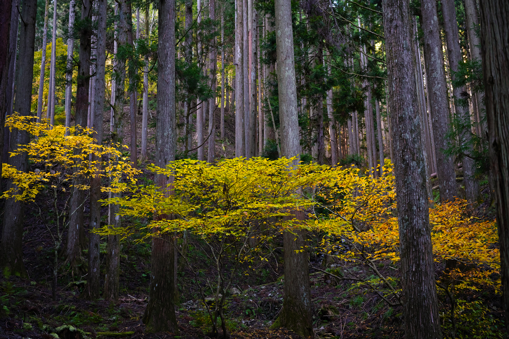 https://www.yaotomi.co.jp/blog/walk/SDIM2001%2C45%20mm%2CF3.5%2Ciso800.jpg