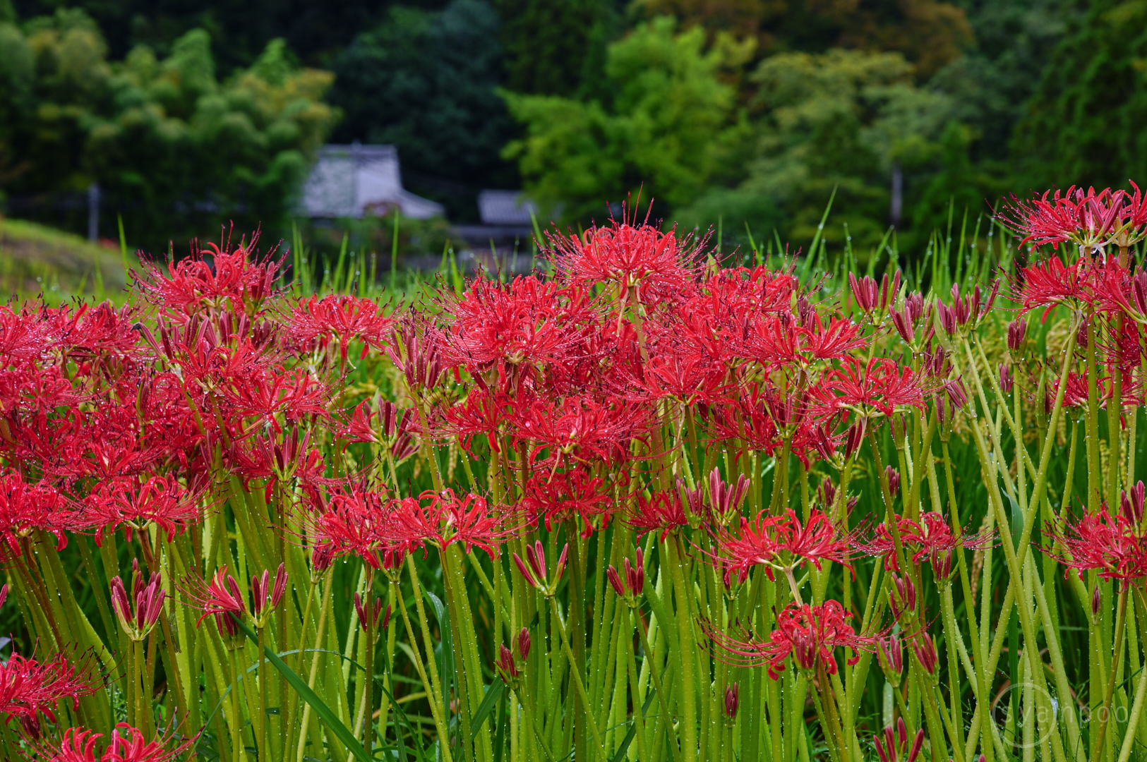 https://www.yaotomi.co.jp/blog/walk/SDIM2004%2C90%20mm%2CF10%2Ciso320JPEG.jpg