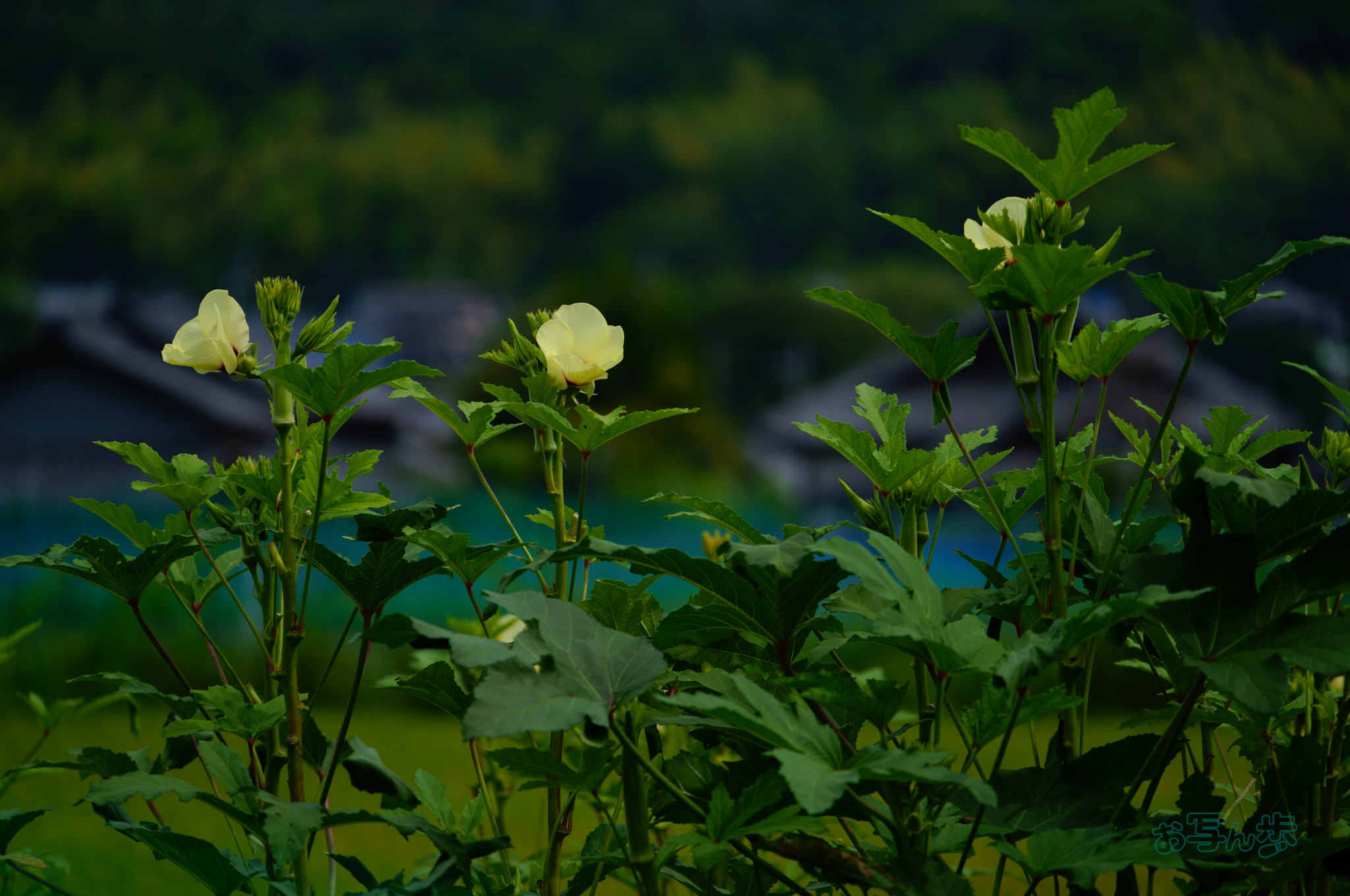 https://www.yaotomi.co.jp/blog/walk/SDIM2009co%2C192%20mm%2CF6.3%2Ciso100%28JPEG%29.jpg
