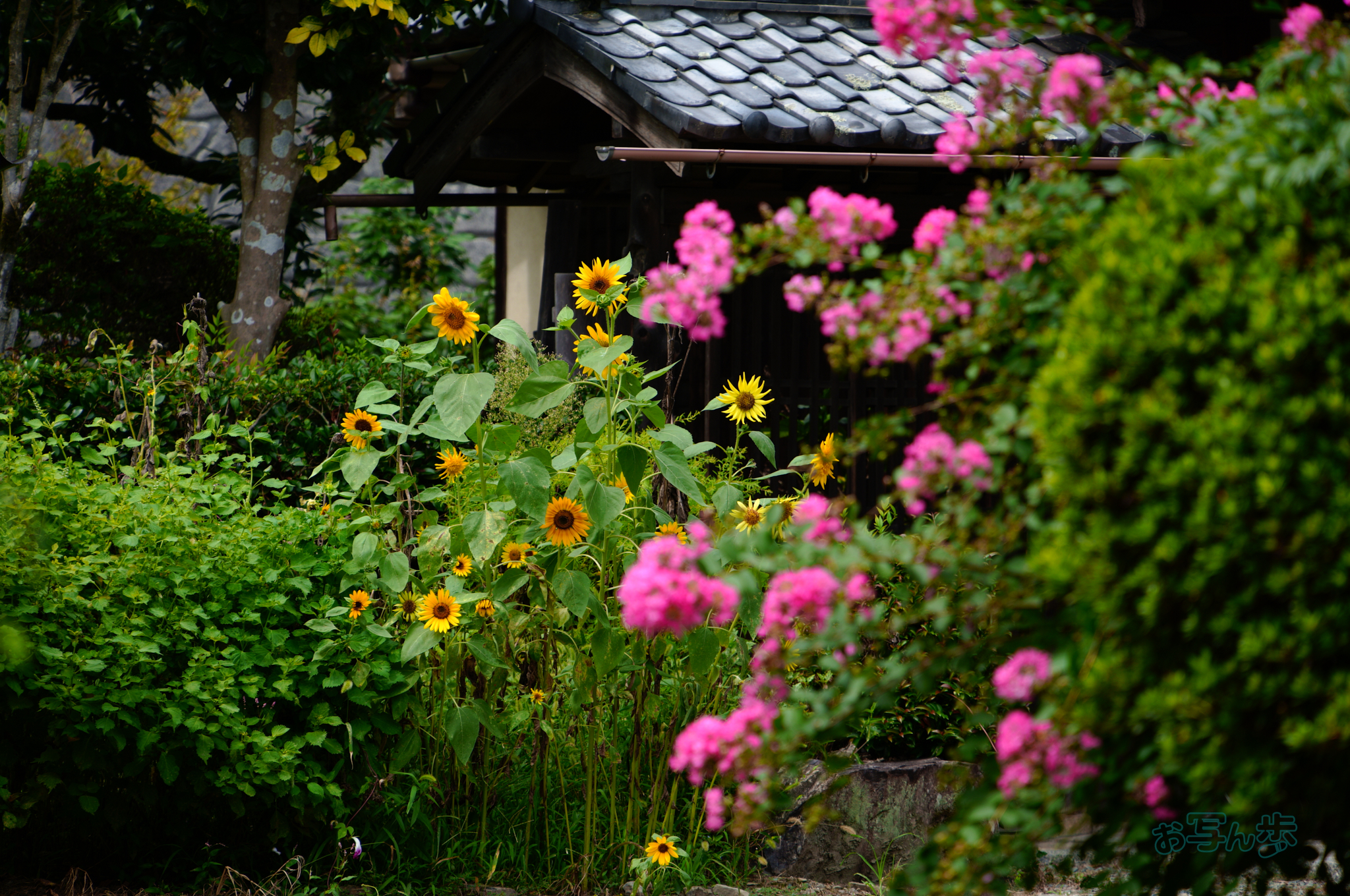 https://www.yaotomi.co.jp/blog/walk/SDIM2011co%2C180%20mm%2CF6.3%2Ciso100%28JPEG%29.jpg