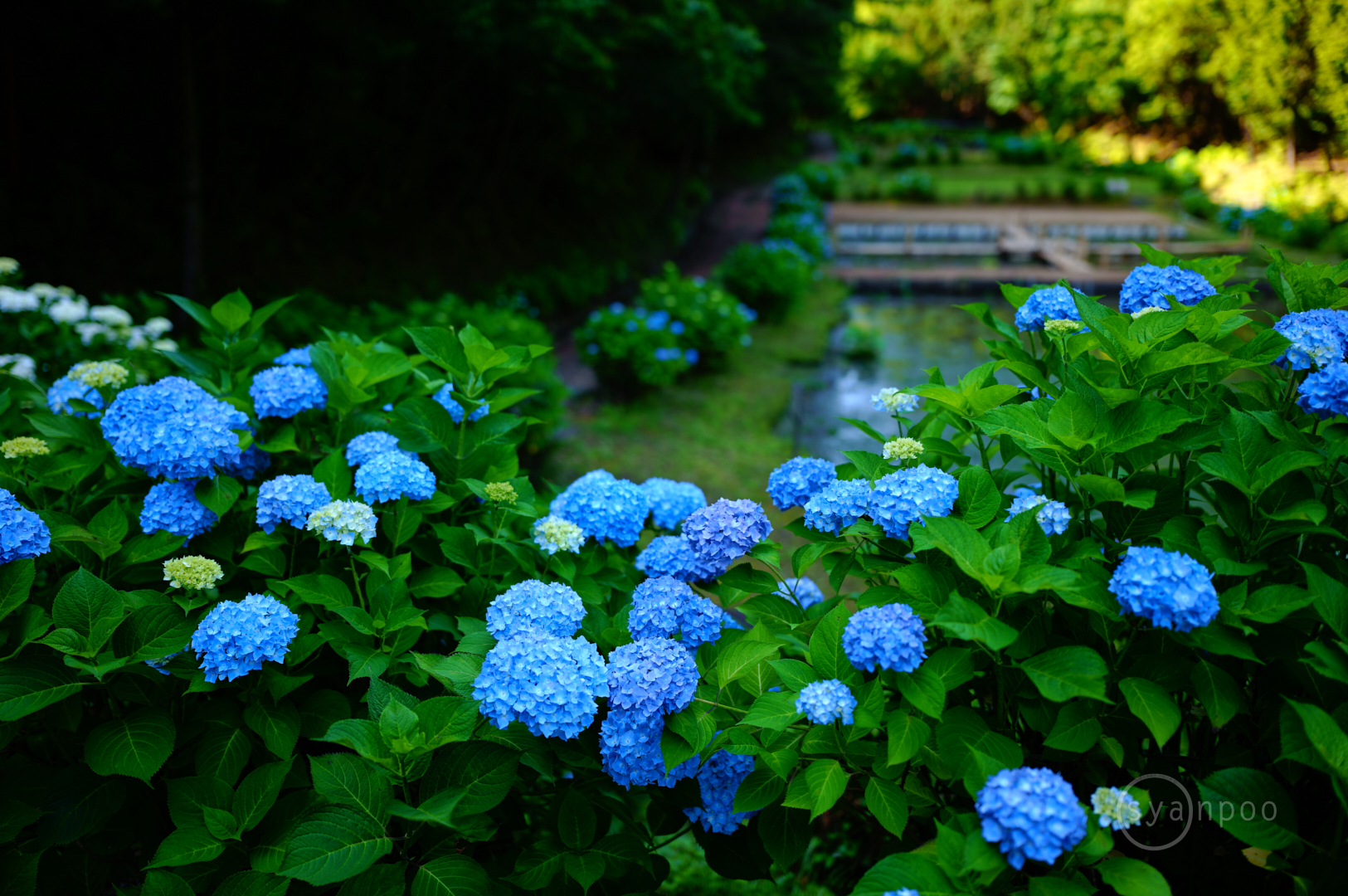 https://www.yaotomi.co.jp/blog/walk/SDIM2017%2C28%20mm%2CF1.8%2Ciso100%28JPEG%29.jpg