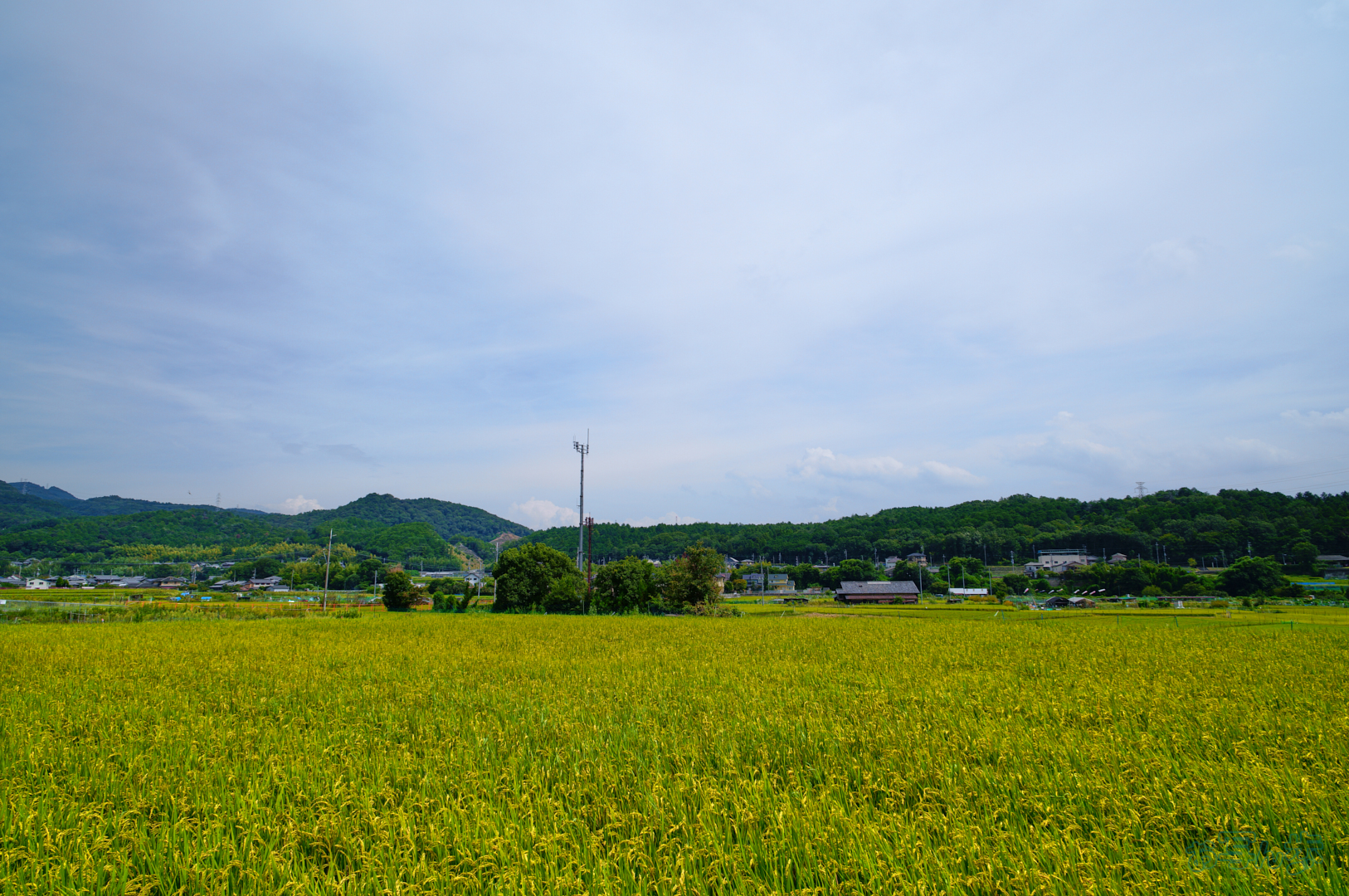 https://www.yaotomi.co.jp/blog/walk/SDIM2056%2C20%20mm%2CF9%2C1-400%20%E7%A7%92%2Ciso100%28JPEG%29.jpg