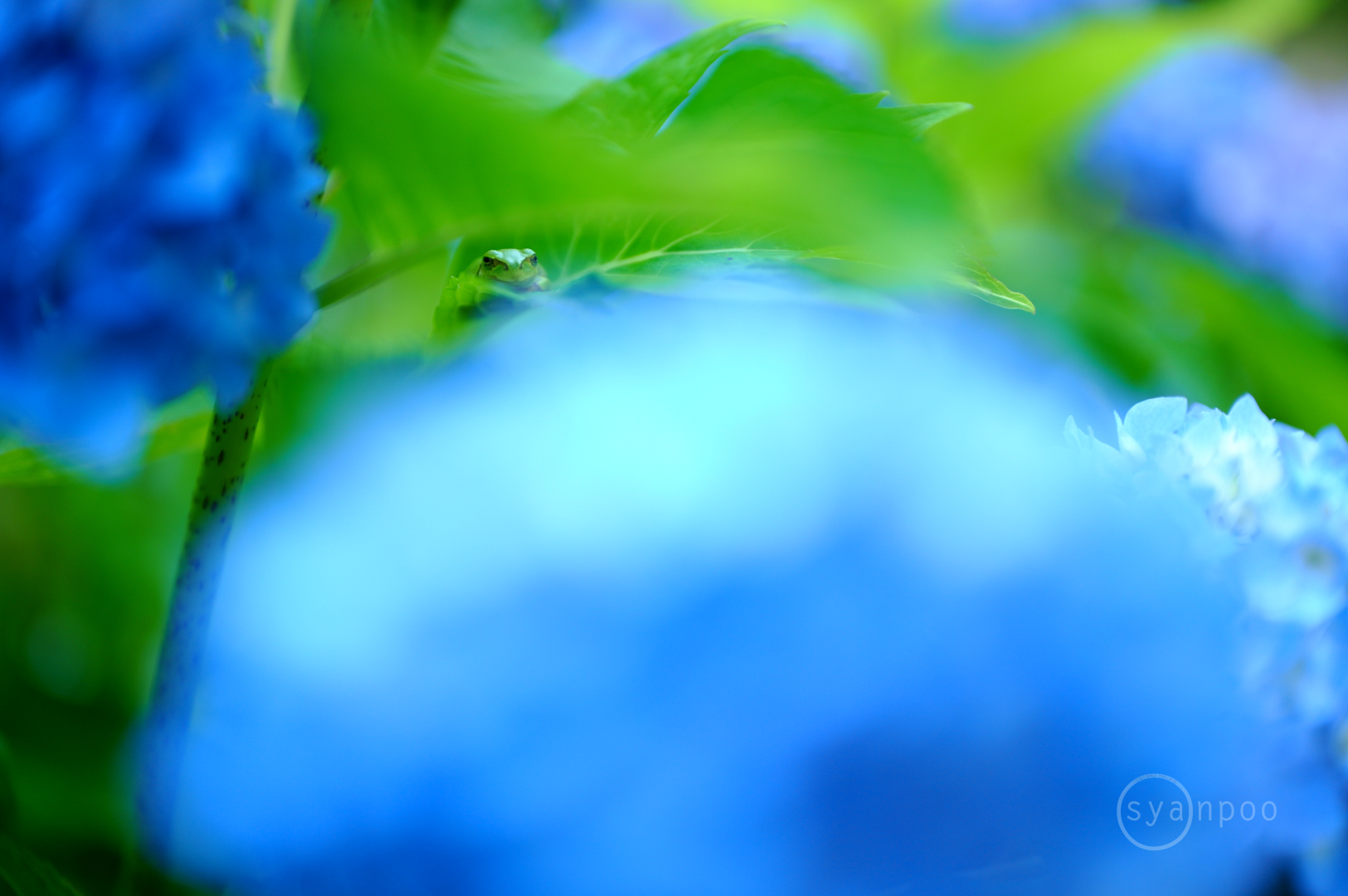 https://www.yaotomi.co.jp/blog/walk/SDIM2059%2C45%20mm%2CF1.8%2Ciso400%28JPEG%29.jpg