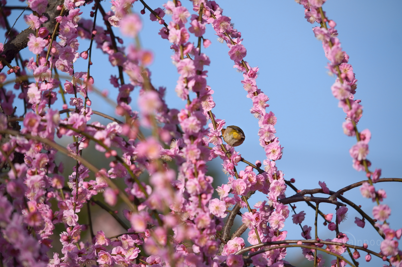 https://www.yaotomi.co.jp/blog/walk/SDIM2108%2C339%20mm%2CF5.9%2Ciso800%28JPEG%29.jpg