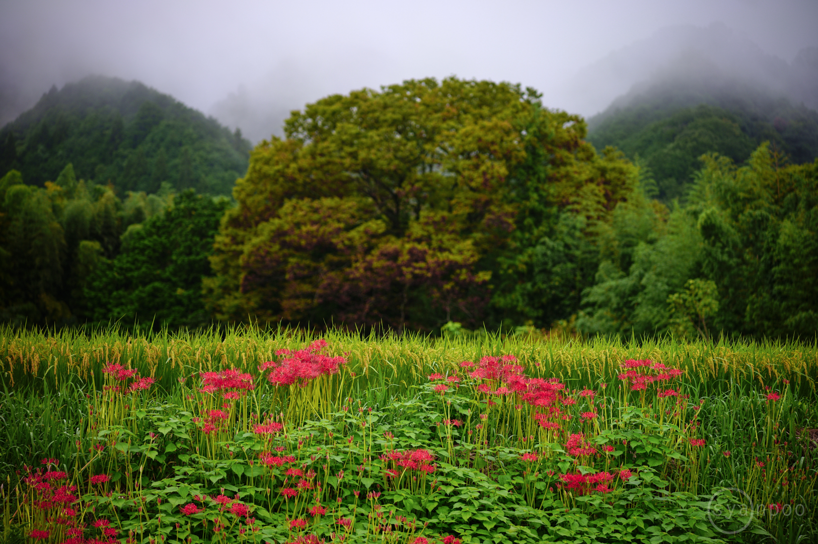 https://www.yaotomi.co.jp/blog/walk/SDIM2204%2C90%20mm%2CF2.8%2Ciso100JPEG%201.jpg