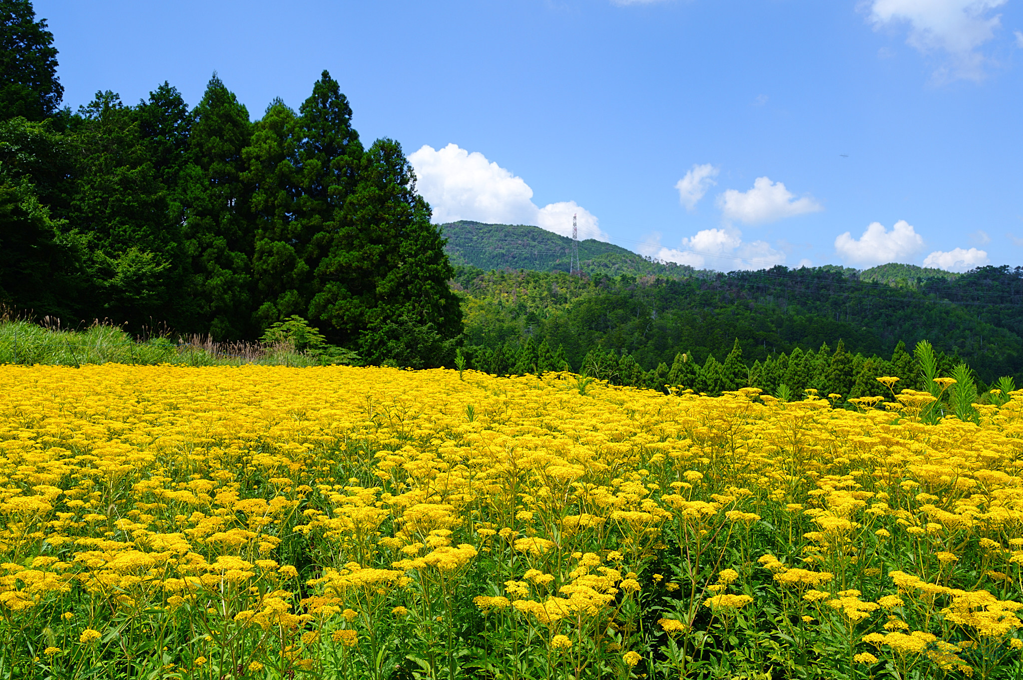 https://www.yaotomi.co.jp/blog/walk/SDIM2227%2CF11%2C1-125%20%E7%A7%92%2Ciso100_28-105mm%20F2.8%20DG%20DN%20%20Art%20024%20%20%20%20%20%20%20%20%20%20%20%20%20%20%20%20%20%20%20%20%20%20%20%20%20%20%20%20%20%20%20.jpg