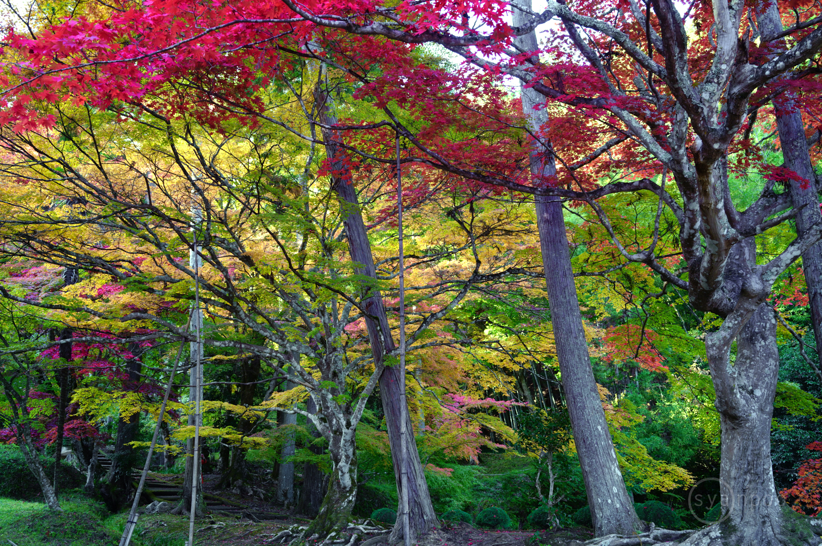 https://www.yaotomi.co.jp/blog/walk/SDIM2244%2C35%20mm%2CF6.3%2Ciso320%28JPEG%29.jpg