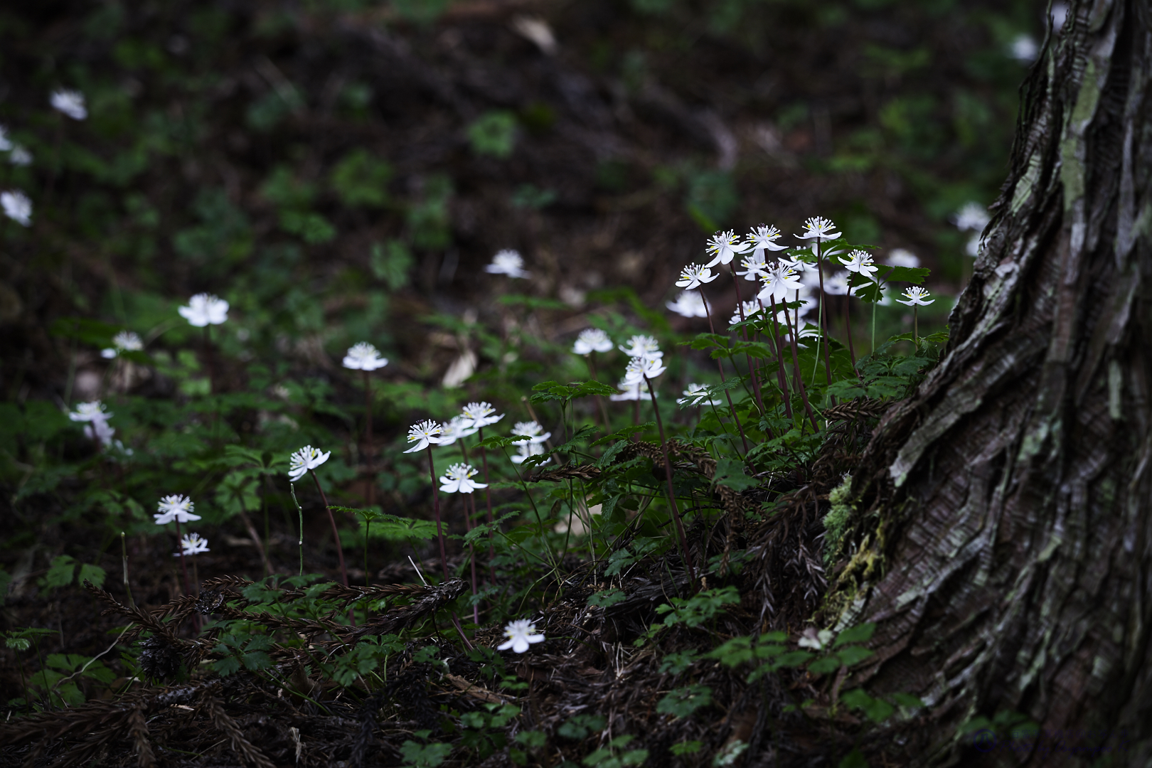 https://www.yaotomi.co.jp/blog/walk/SDIM2287%2C238%20mm%2CF8%2Ciso100%202.jpg