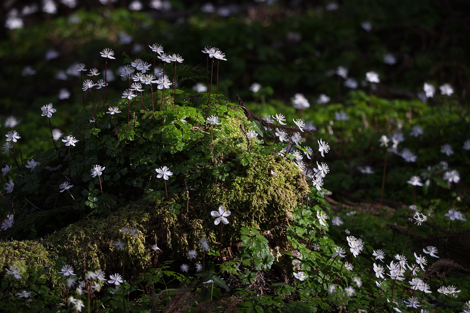 https://www.yaotomi.co.jp/blog/walk/SDIM2298%2C400%20mm%2CF10%2Ciso100%202.jpg