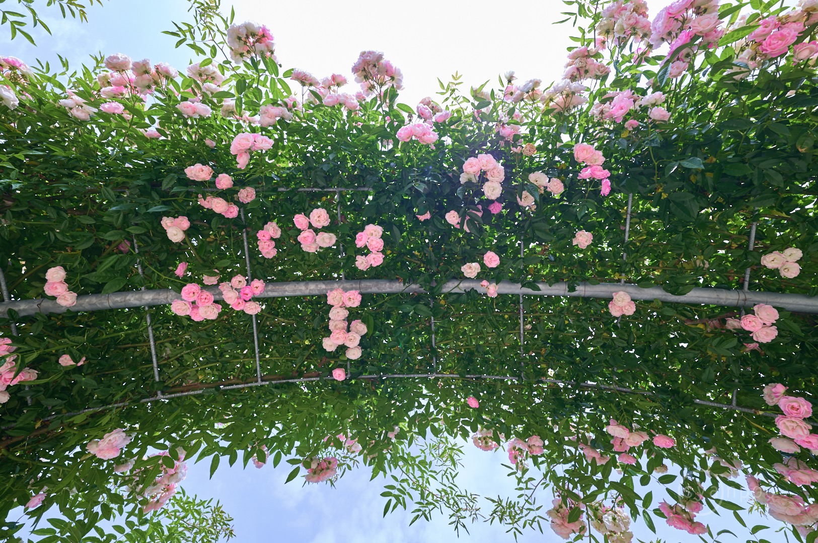 https://www.yaotomi.co.jp/blog/walk/SDIM2306%2C14%20mm%2CF8%2Ciso100%28DNG%29.jpg