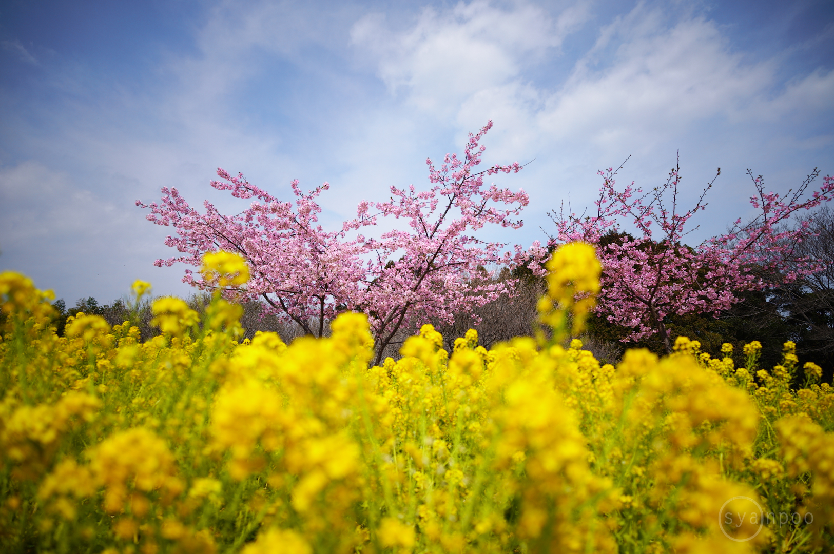 https://www.yaotomi.co.jp/blog/walk/SDIM2307%2C20%20mm%2CF2%2Ciso100%28JPEG%29.jpg