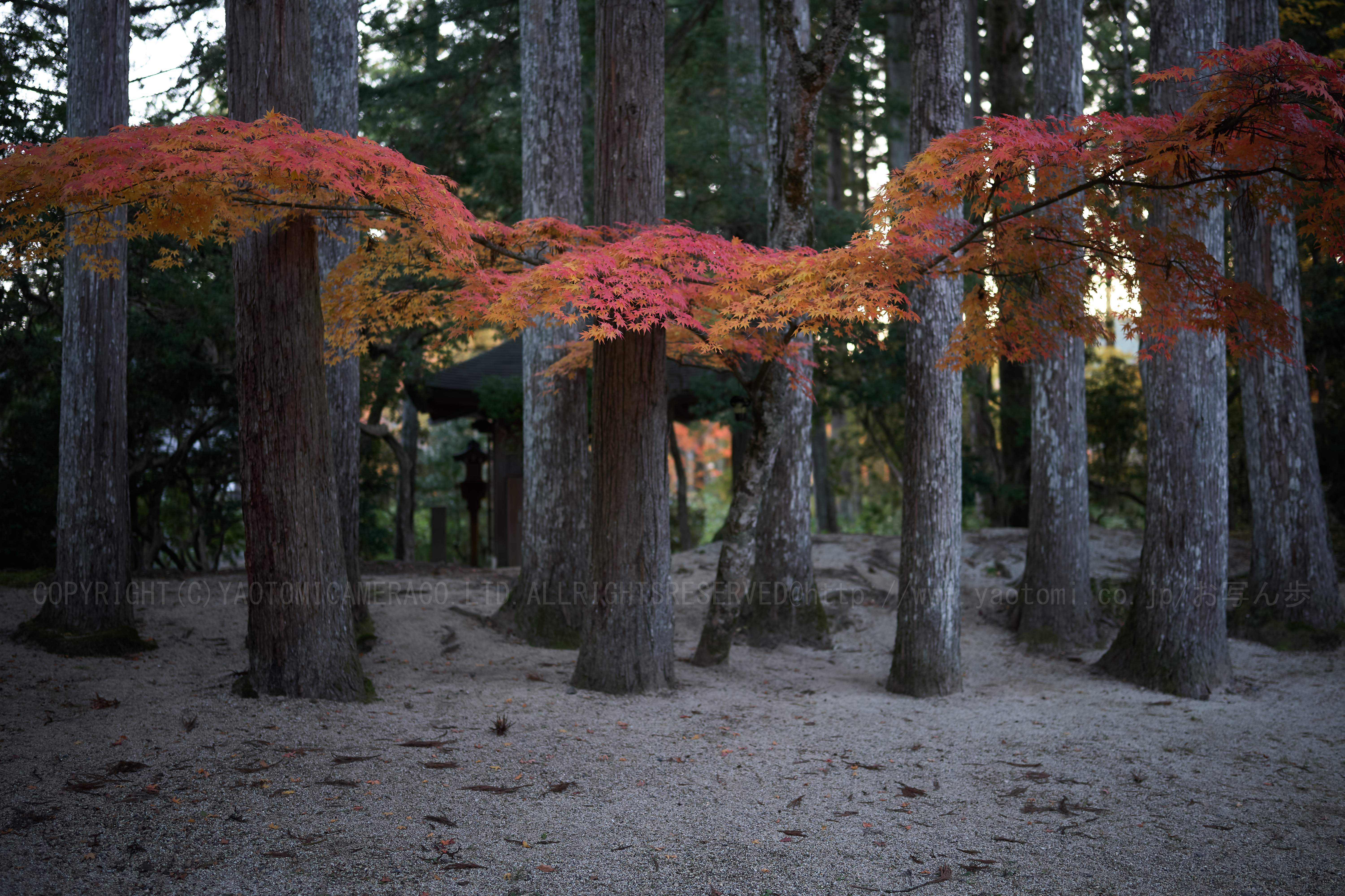 https://www.yaotomi.co.jp/blog/walk/SDIM2320%2C35%20mm%2CF1.2%2Ciso100%201.jpg