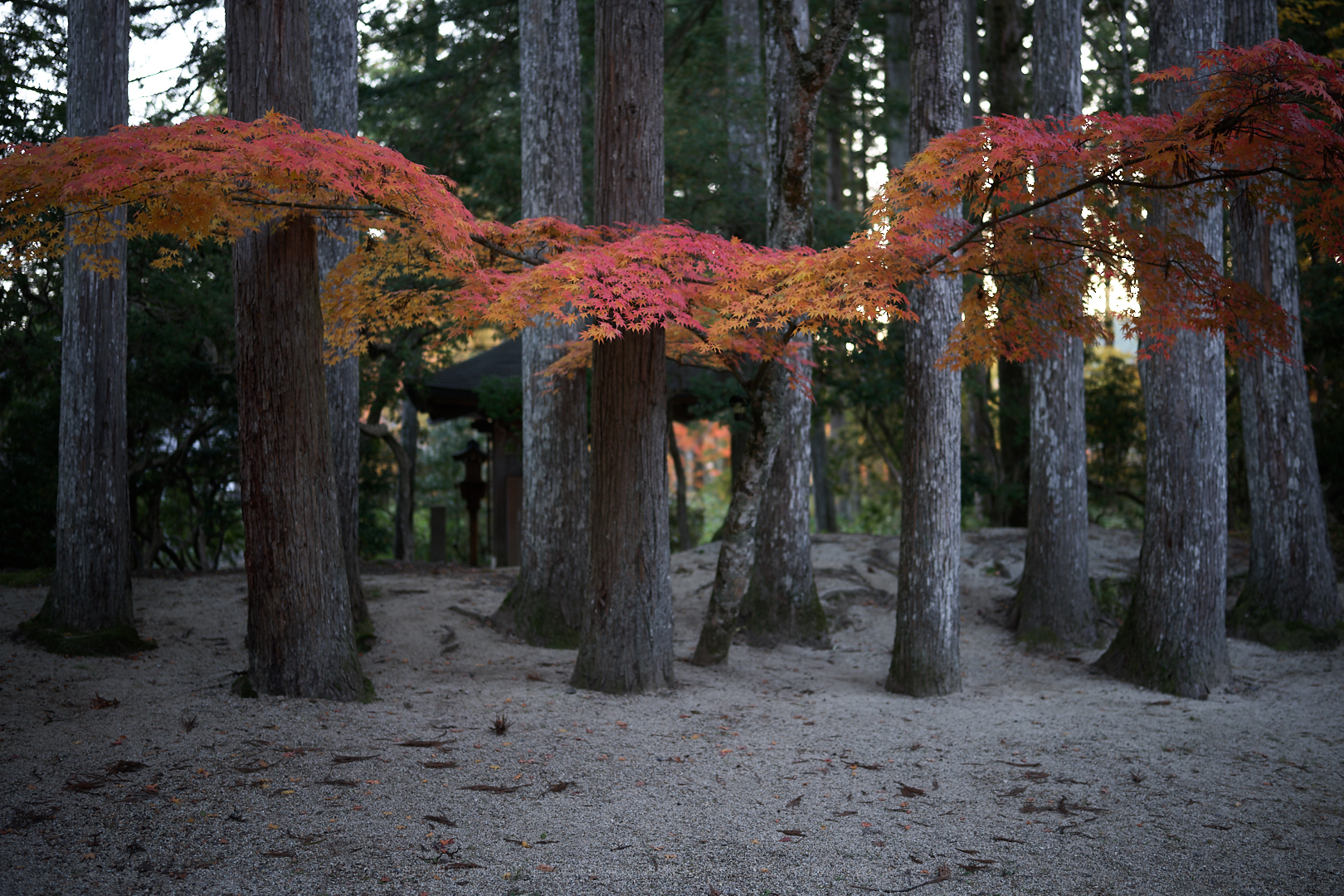 https://www.yaotomi.co.jp/blog/walk/SDIM2320%2C35%20mm%2CF1.2%2Ciso100.jpg