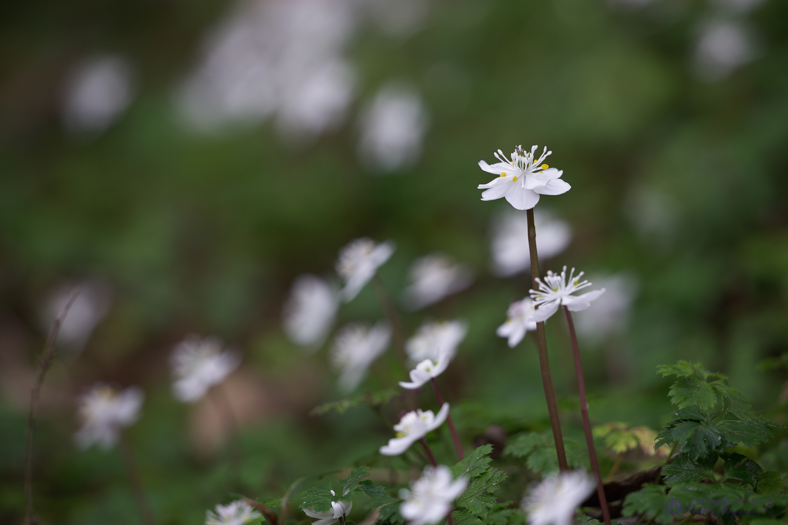 https://www.yaotomi.co.jp/blog/walk/SDIM2323%2C400%20mm%2CF7.1%2Ciso100.jpg