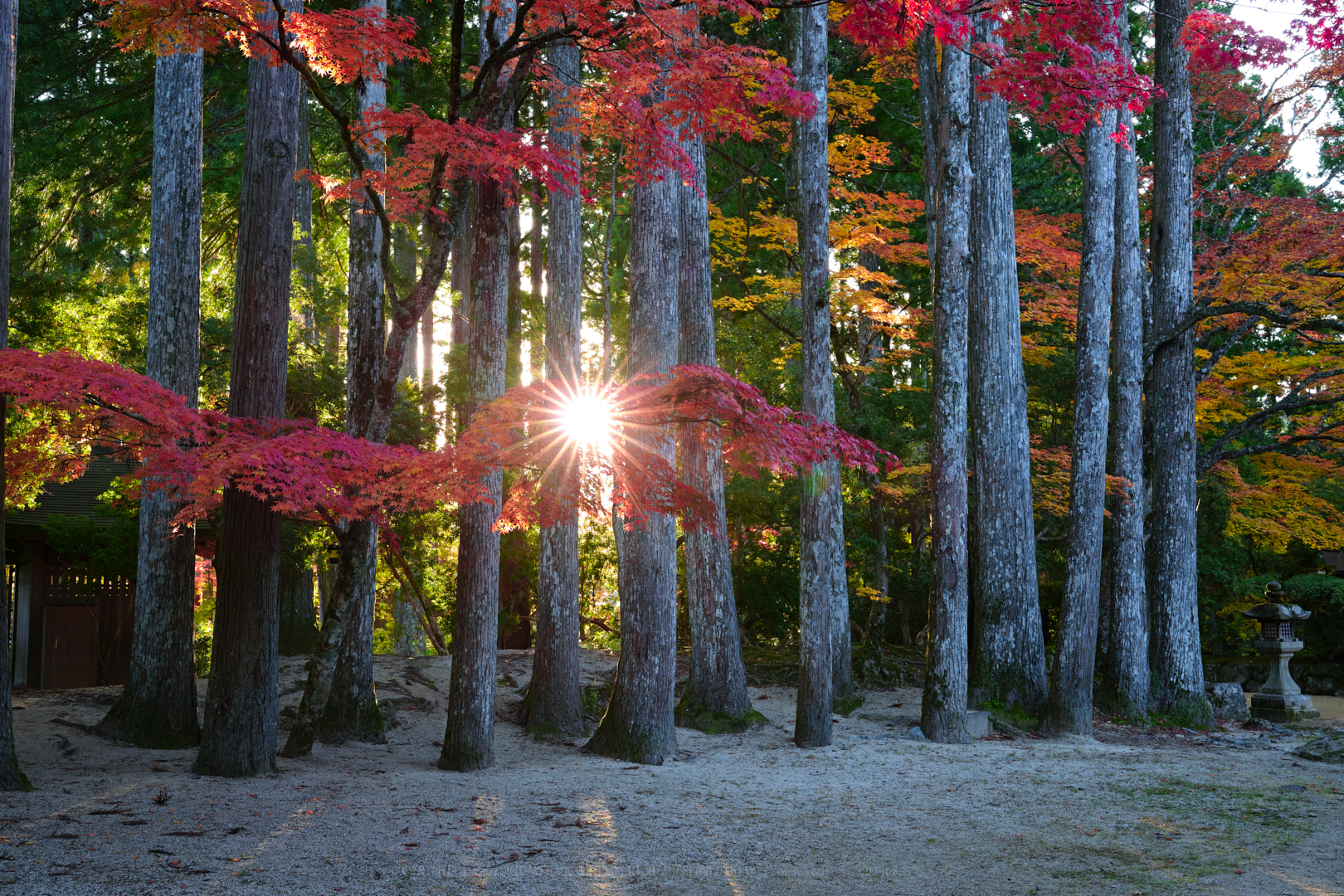 https://www.yaotomi.co.jp/blog/walk/SDIM2348spp%2C35%20mm%2CF10%2Ciso100.jpg