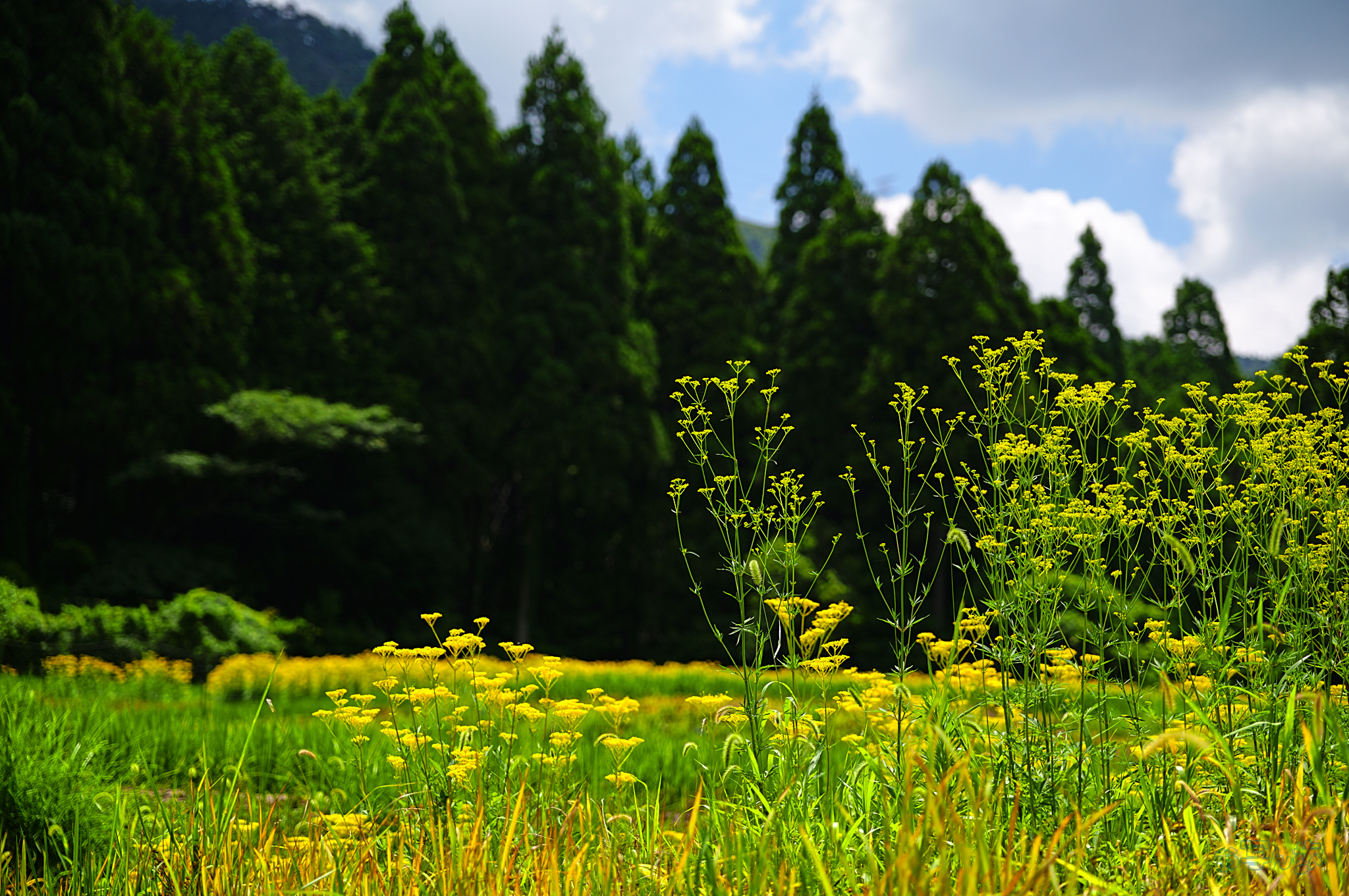 https://www.yaotomi.co.jp/blog/walk/SDIM2368%2CF2.8%2C1-2500%20%E7%A7%92%2Ciso100_28-105mm%20F2.8%20DG%20DN%20%20Art%20024%20%20%20%20%20%20%20%20%20%20%20%20%20%20%20%20%20%20%20%20%20%20%20%20%20%20%20%20%20%20%20.jpg