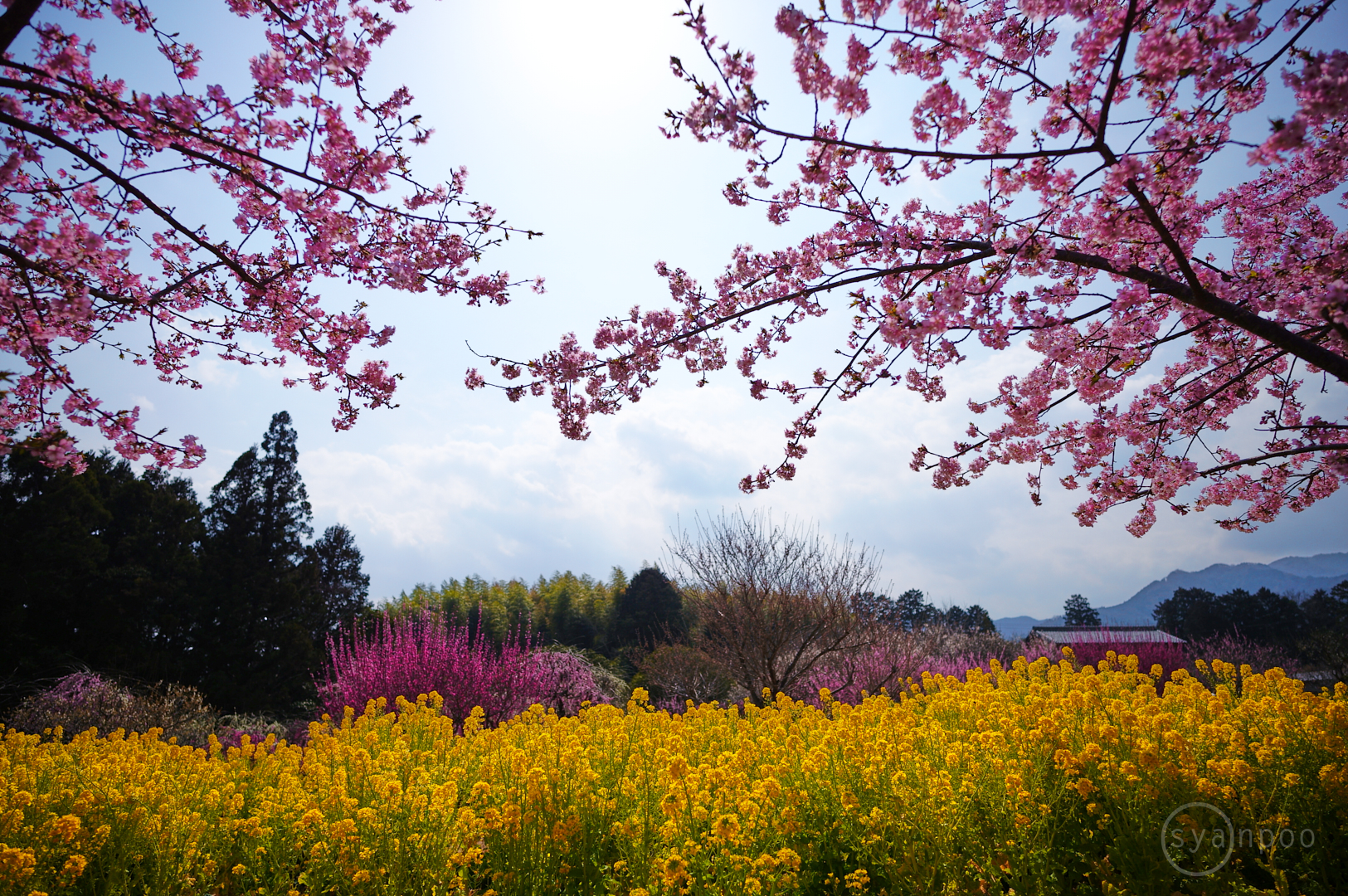 https://www.yaotomi.co.jp/blog/walk/SDIM2369%2C20%20mm%2CF2.8%2Ciso100%28JPEG%29.jpg