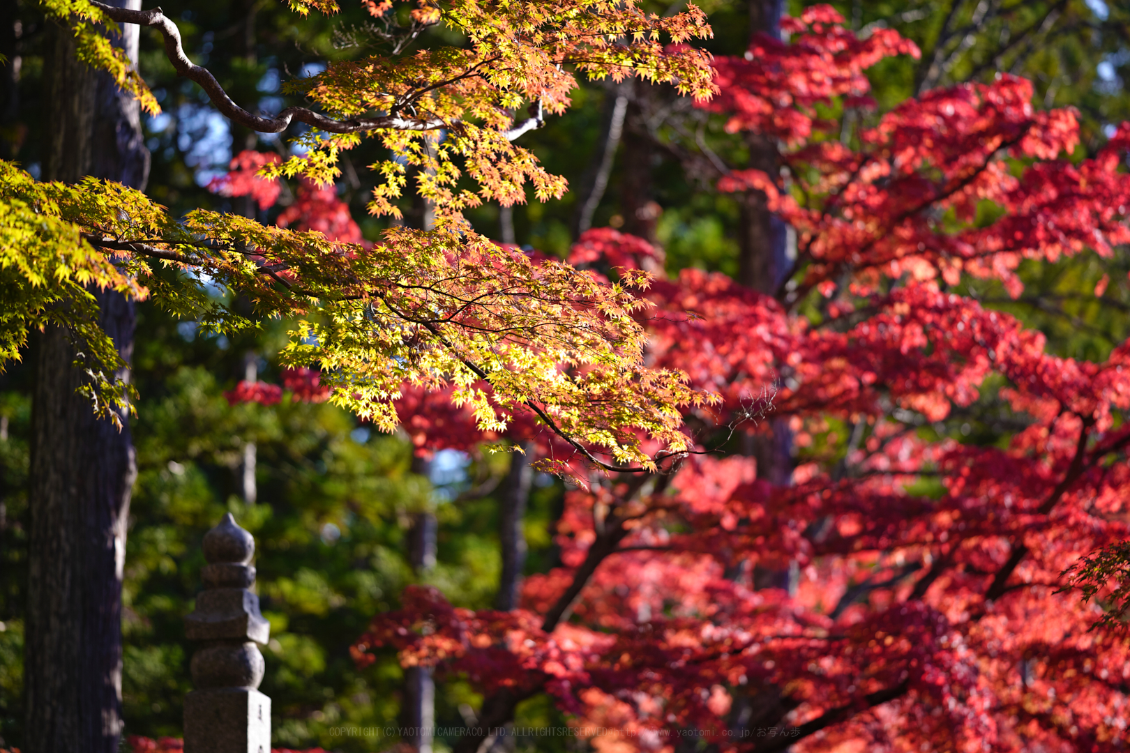 https://www.yaotomi.co.jp/blog/walk/SDIM2394spp%2C135%20mm%2CF1.8%2Ciso100.jpg