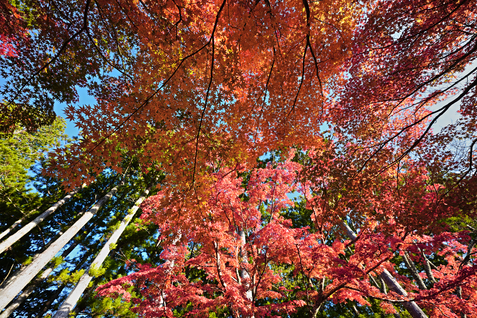 https://www.yaotomi.co.jp/blog/walk/SDIM2406spp%2C14%20mm%2CF9%2Ciso125.jpg