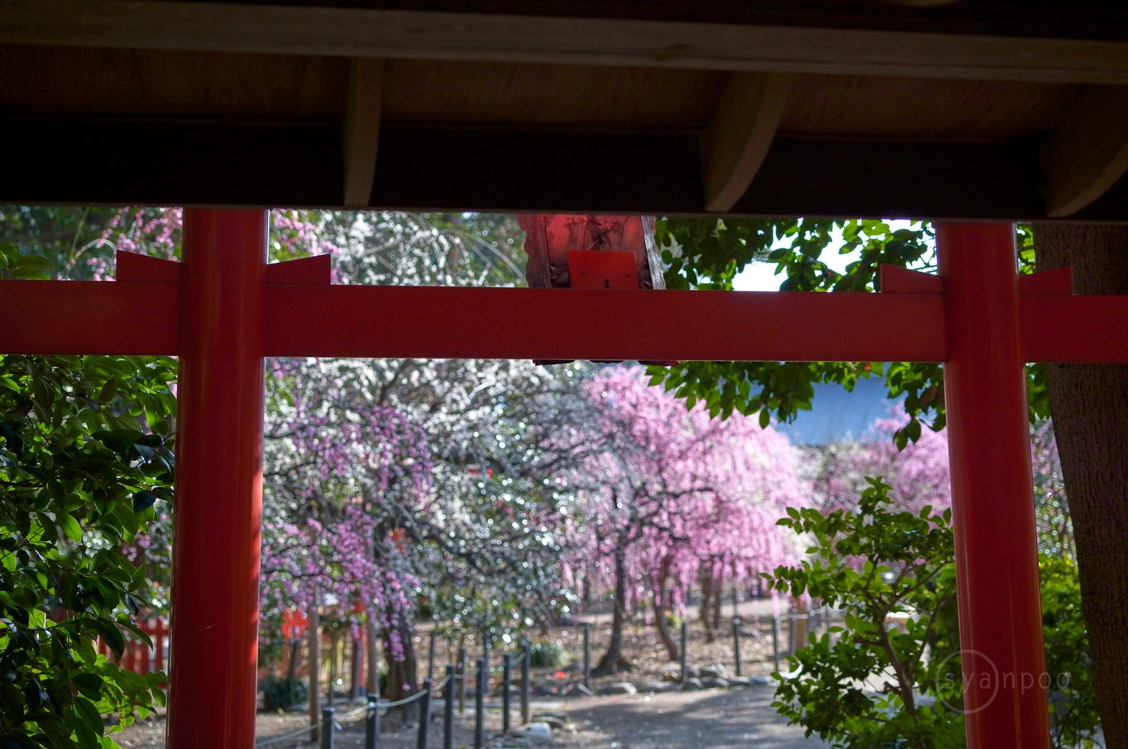 https://www.yaotomi.co.jp/blog/walk/SDIM2419%2C60%20mm%2CF5.3%2Ciso800%28JPEG%29.jpg