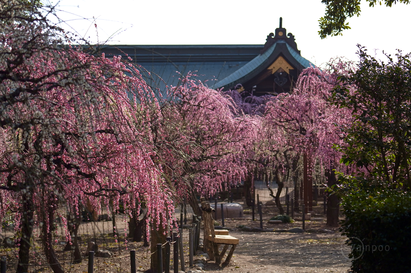 https://www.yaotomi.co.jp/blog/walk/SDIM2424%2C113%20mm%2CF5.3%2Ciso800%28JPEG%29.jpg