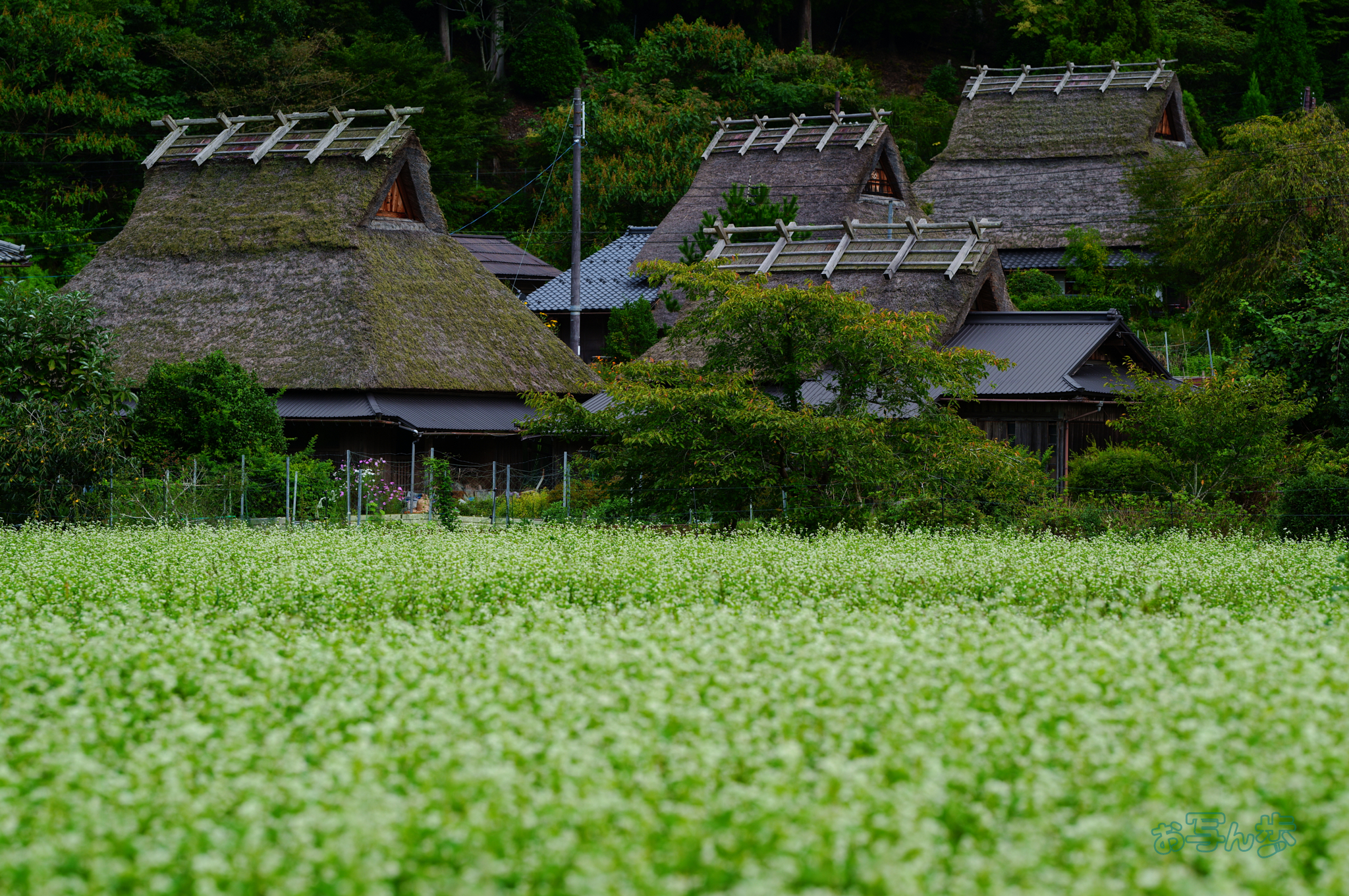 https://www.yaotomi.co.jp/blog/walk/SDIM2453co%2C135%20mm%2CF3.5%2Ciso100%28JPEG%29.jpg