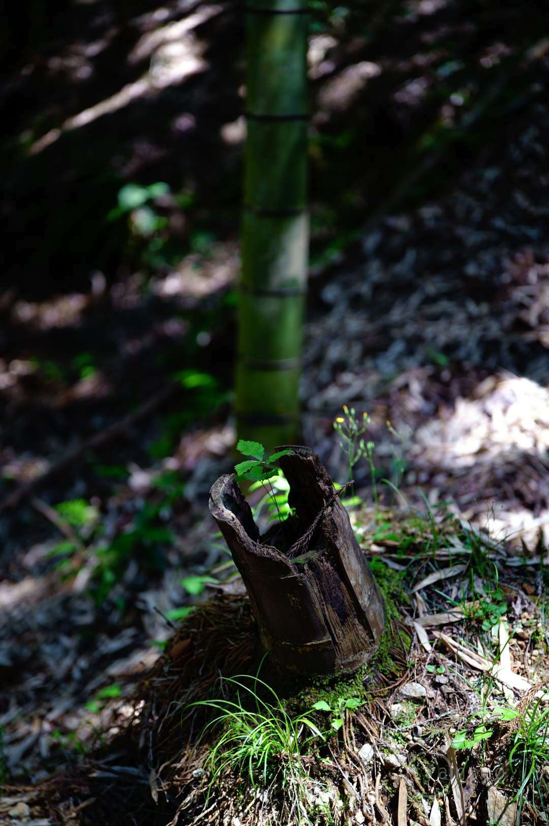 https://www.yaotomi.co.jp/blog/walk/SDIM2557%2C45%20mm%2CF1.8%2Ciso125%28JPEG%29.jpg