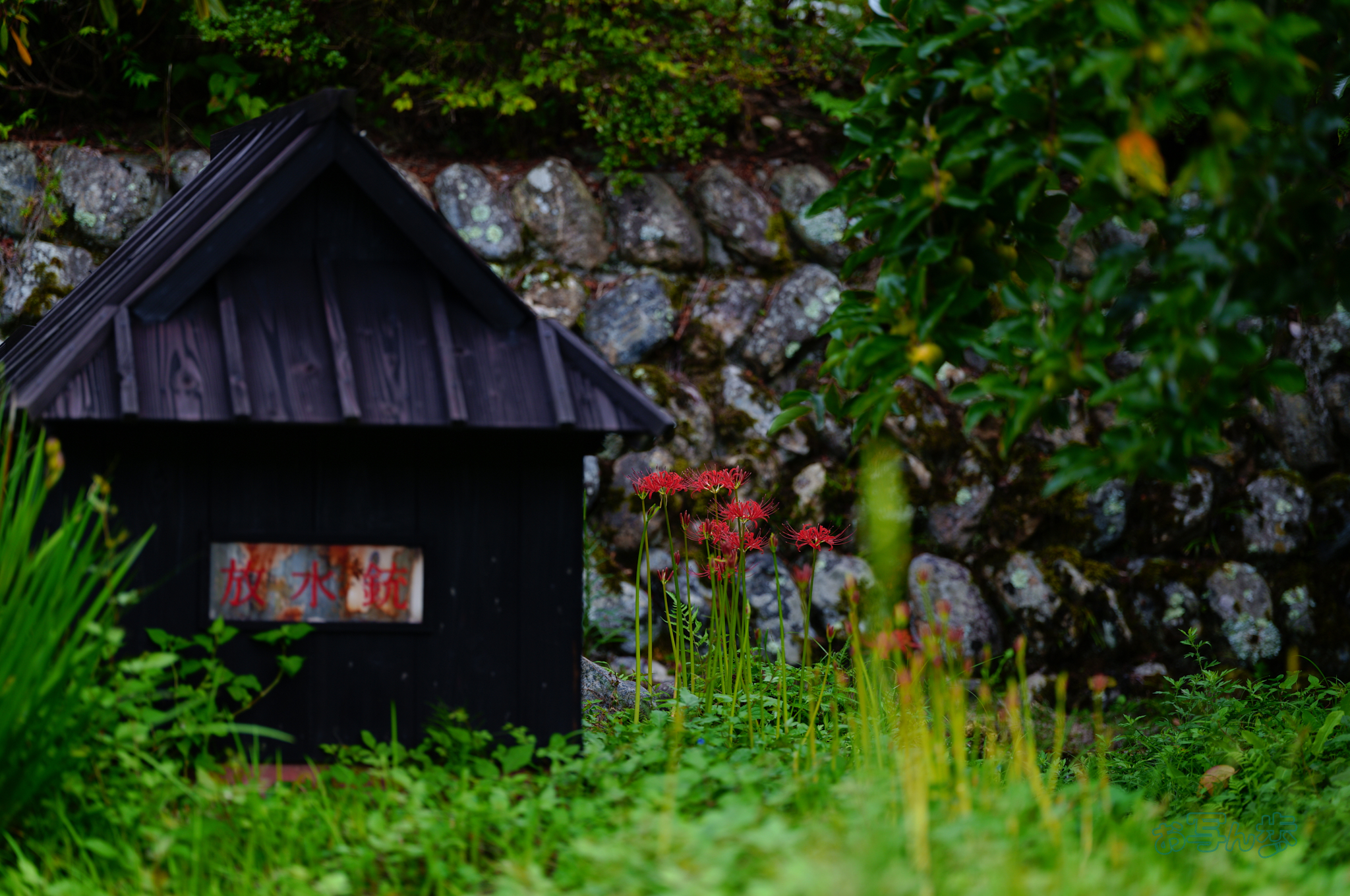 https://www.yaotomi.co.jp/blog/walk/SDIM2558co%2C135%20mm%2CF1.4%2Ciso100%28JPEG%29.jpg