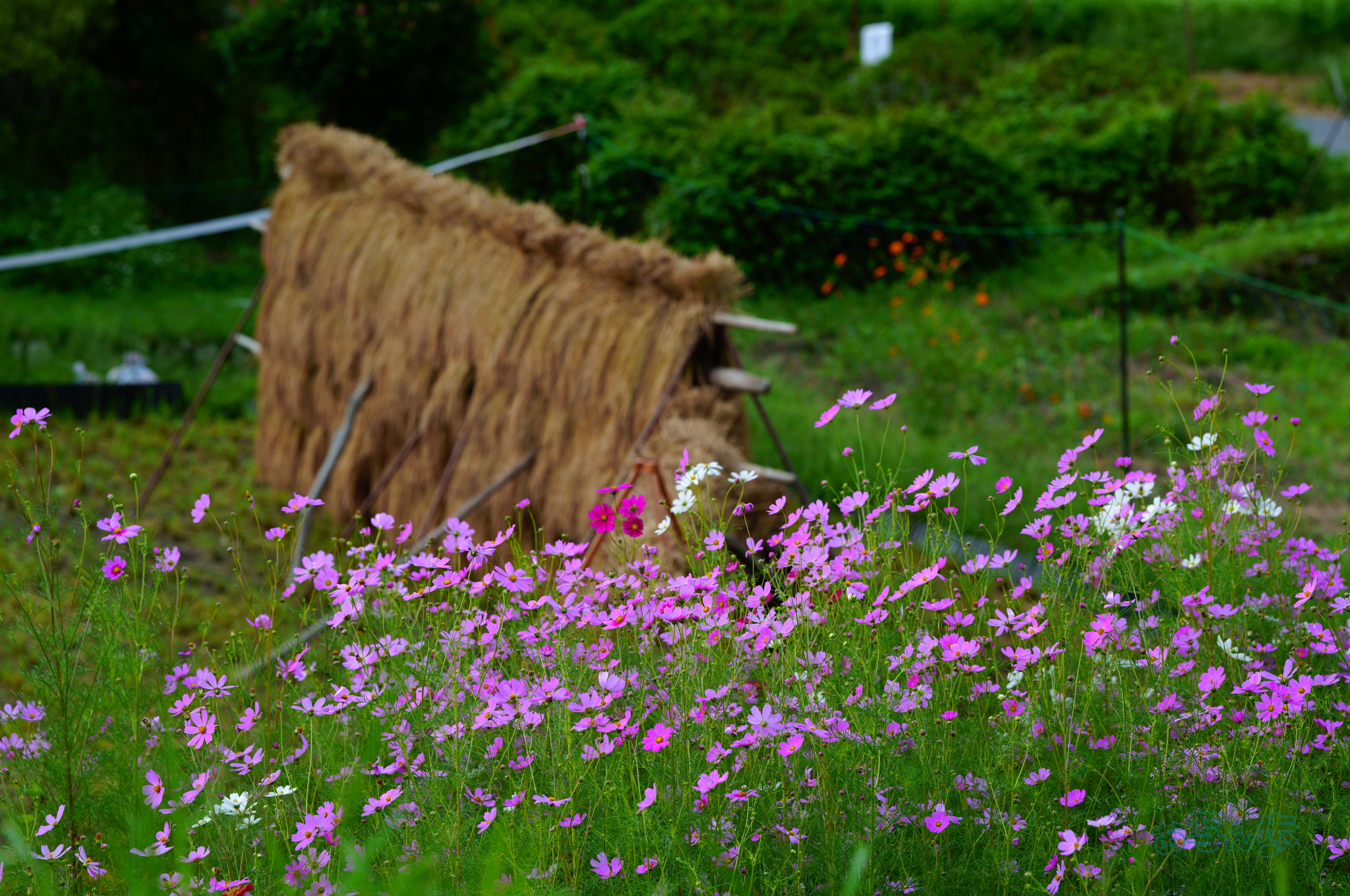 https://www.yaotomi.co.jp/blog/walk/SDIM2584co%2C135%20mm%2CF4.5%2Ciso100%28JPEG%29.jpg