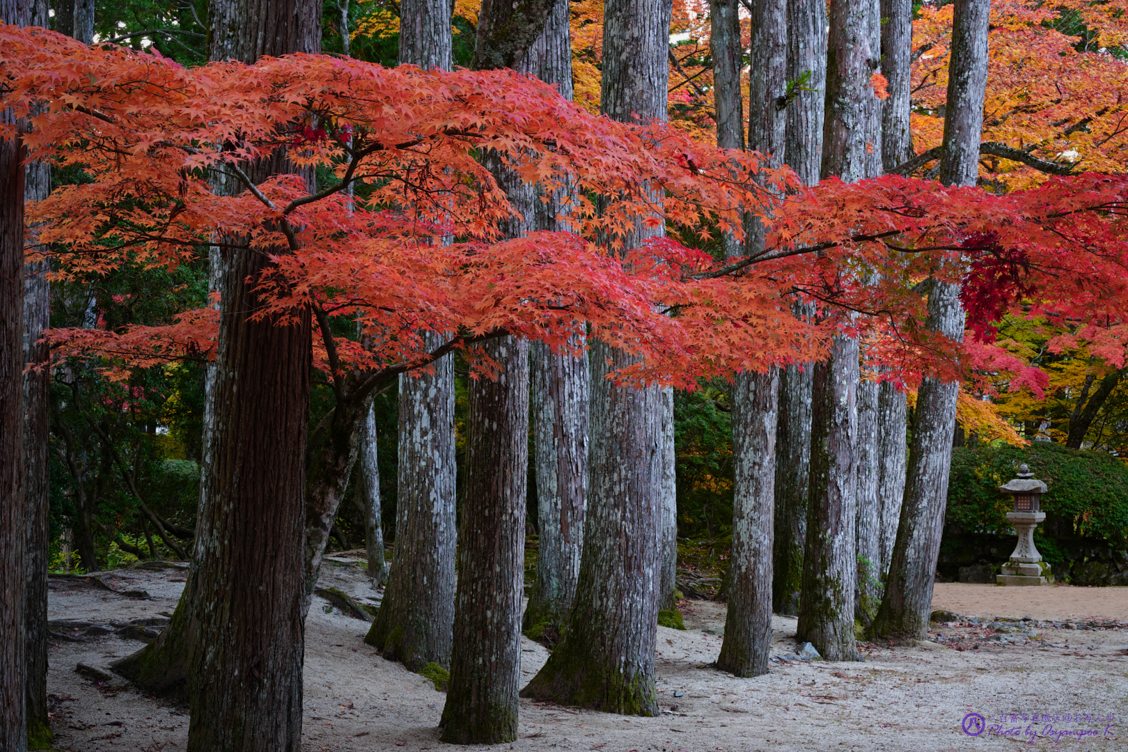 https://www.yaotomi.co.jp/blog/walk/SDIM2604%2CSIGMA%20fp%2C52%20mm_2020yaotomi.jpg