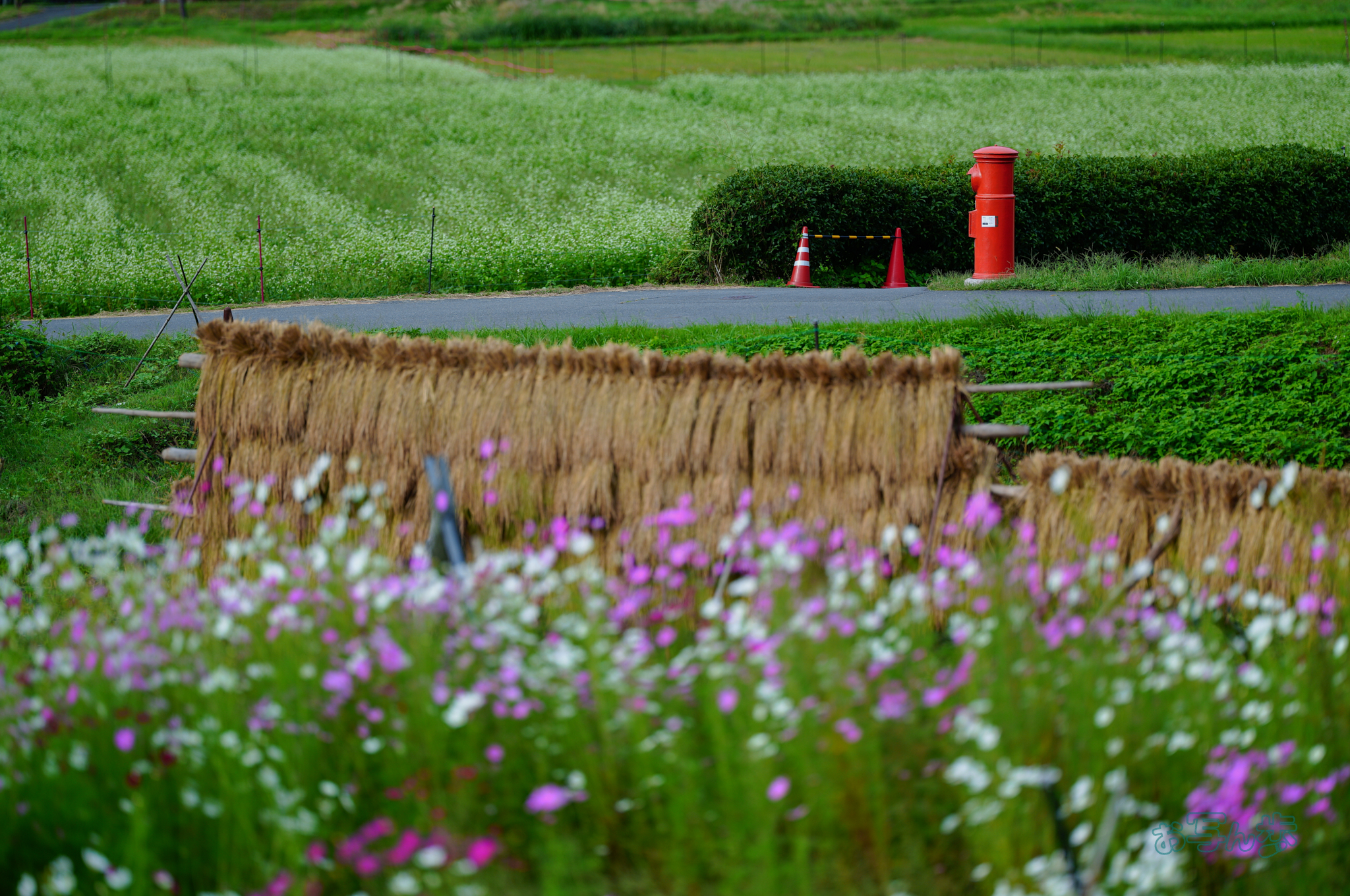 https://www.yaotomi.co.jp/blog/walk/SDIM2615co%2C135%20mm%2CF1.4%2Ciso100%28JPEG%29.jpg