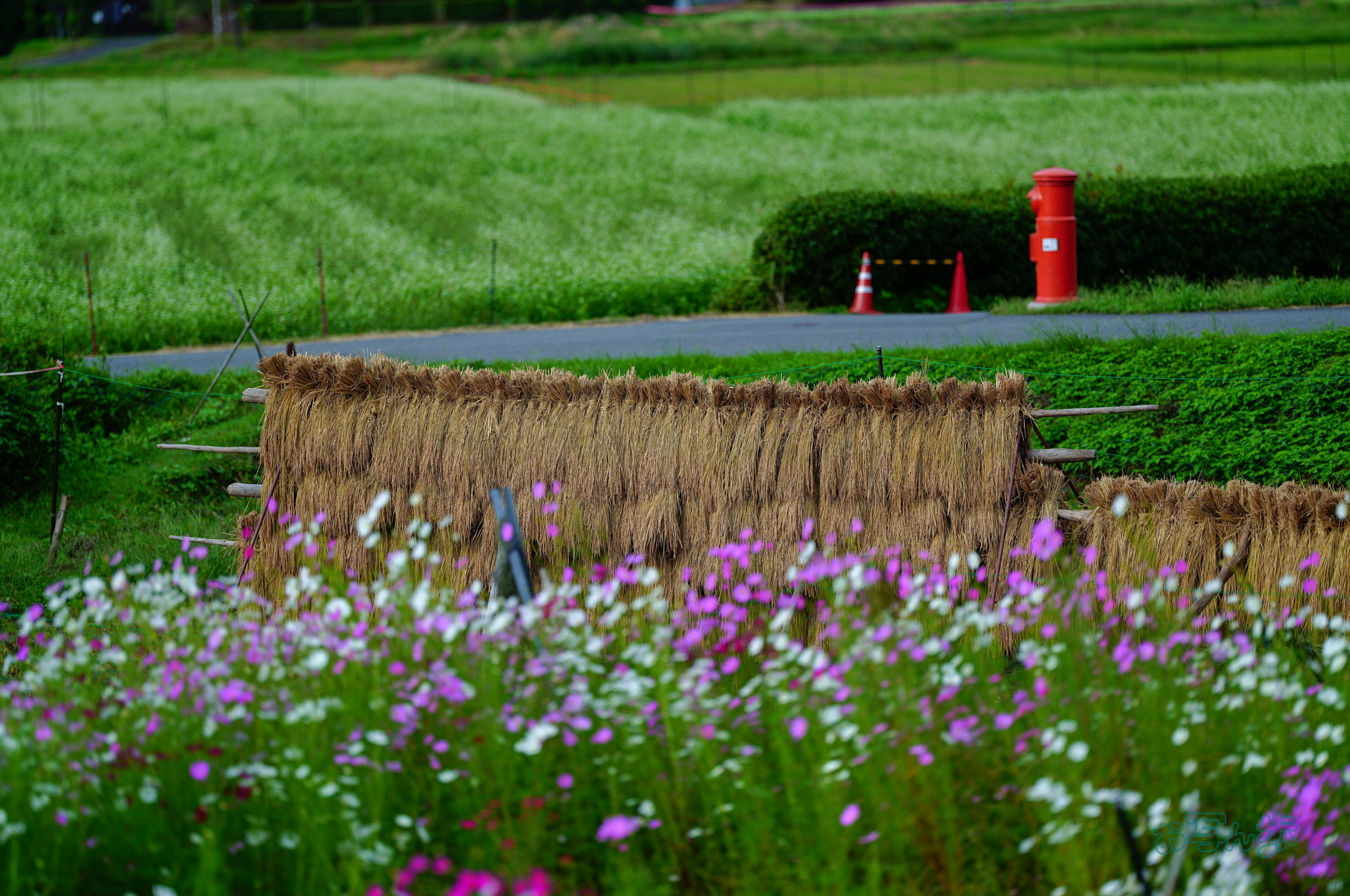 https://www.yaotomi.co.jp/blog/walk/SDIM2618co%2C135%20mm%2CF1.4%2Ciso100%28JPEG%29.jpg