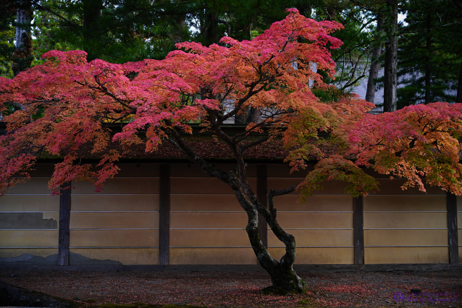 https://www.yaotomi.co.jp/blog/walk/SDIM2621%2CSIGMA%20fp%2C51%20mm_2020yaotomi.jpg