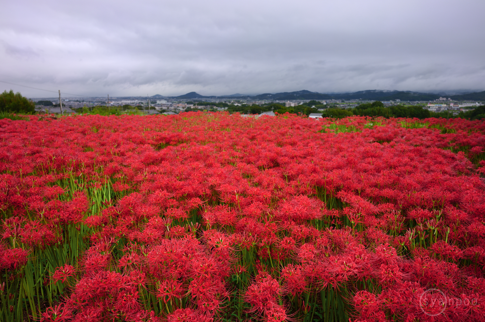 https://www.yaotomi.co.jp/blog/walk/SDIM2628%2C24%20mm%2CF6.3%2Ciso100JPEG.jpg