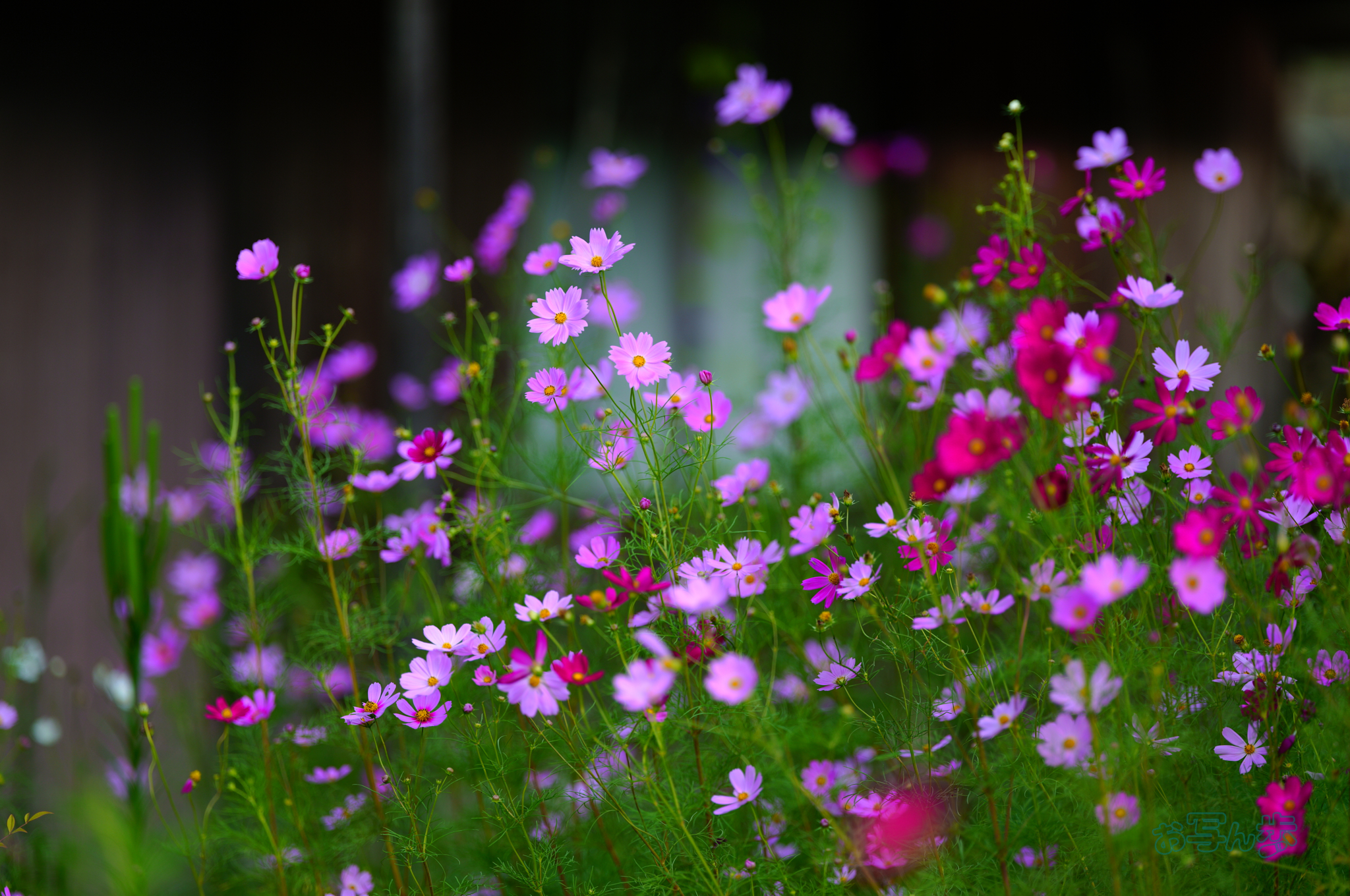 https://www.yaotomi.co.jp/blog/walk/SDIM2643co%2C135%20mm%2CF1.4%2Ciso100%28JPEG%29.jpg