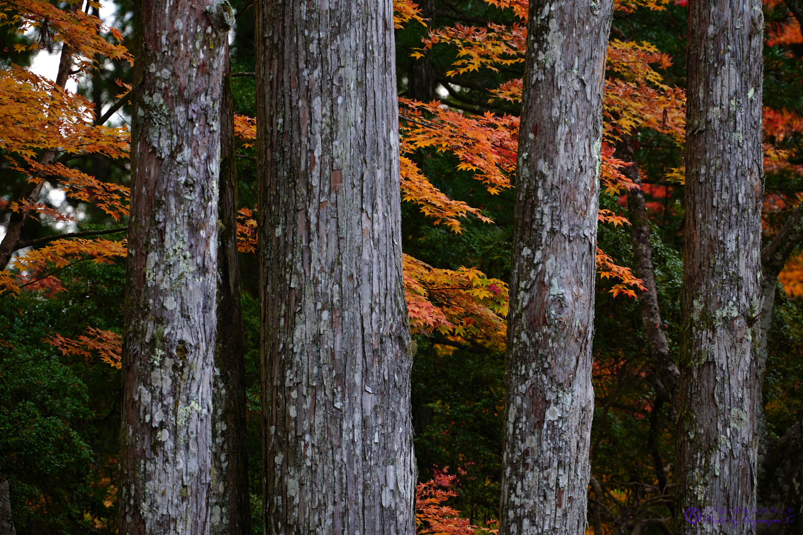 https://www.yaotomi.co.jp/blog/walk/SDIM2656%2CSIGMA%20fp%2C210%20mm_2020yaotomi.jpg