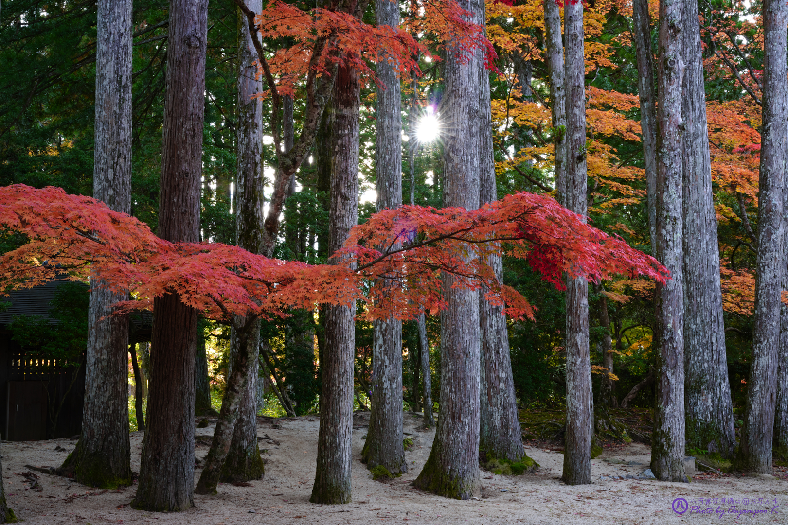 https://www.yaotomi.co.jp/blog/walk/SDIM2673%2CSIGMA%20fp%2C41%20mm_2020yaotomi.jpg