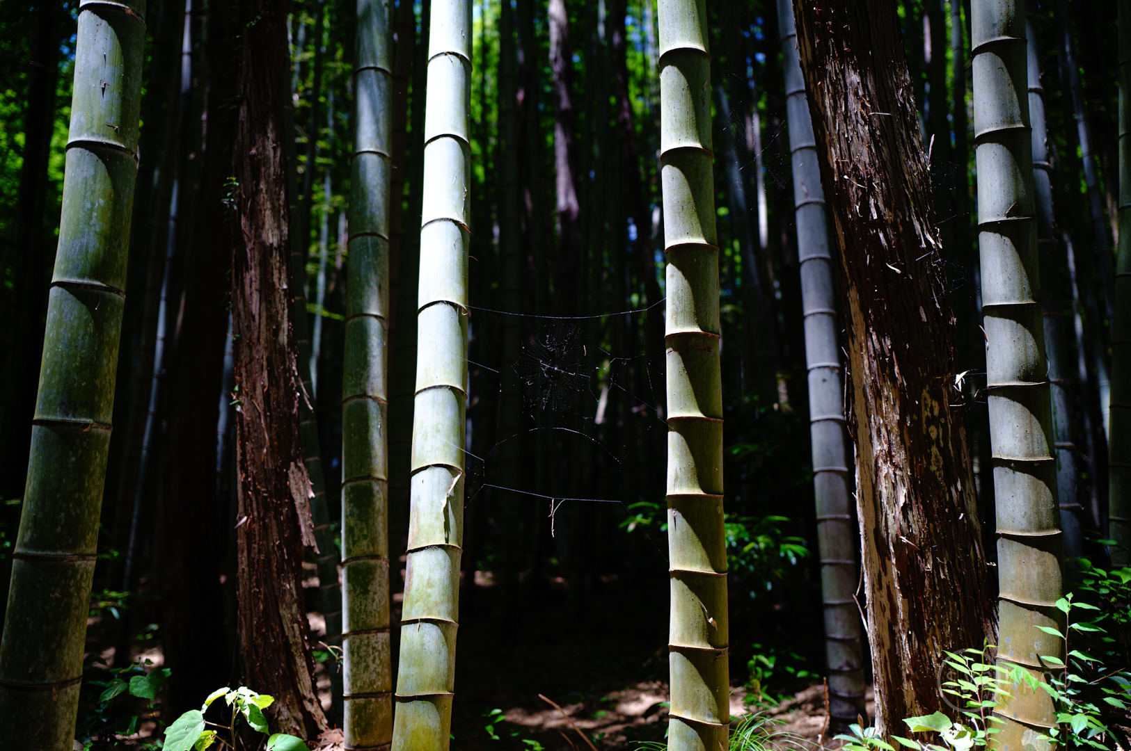 https://www.yaotomi.co.jp/blog/walk/SDIM2680%2C28%20mm%2CF1.8%2Ciso100%28JPEG%29.jpg