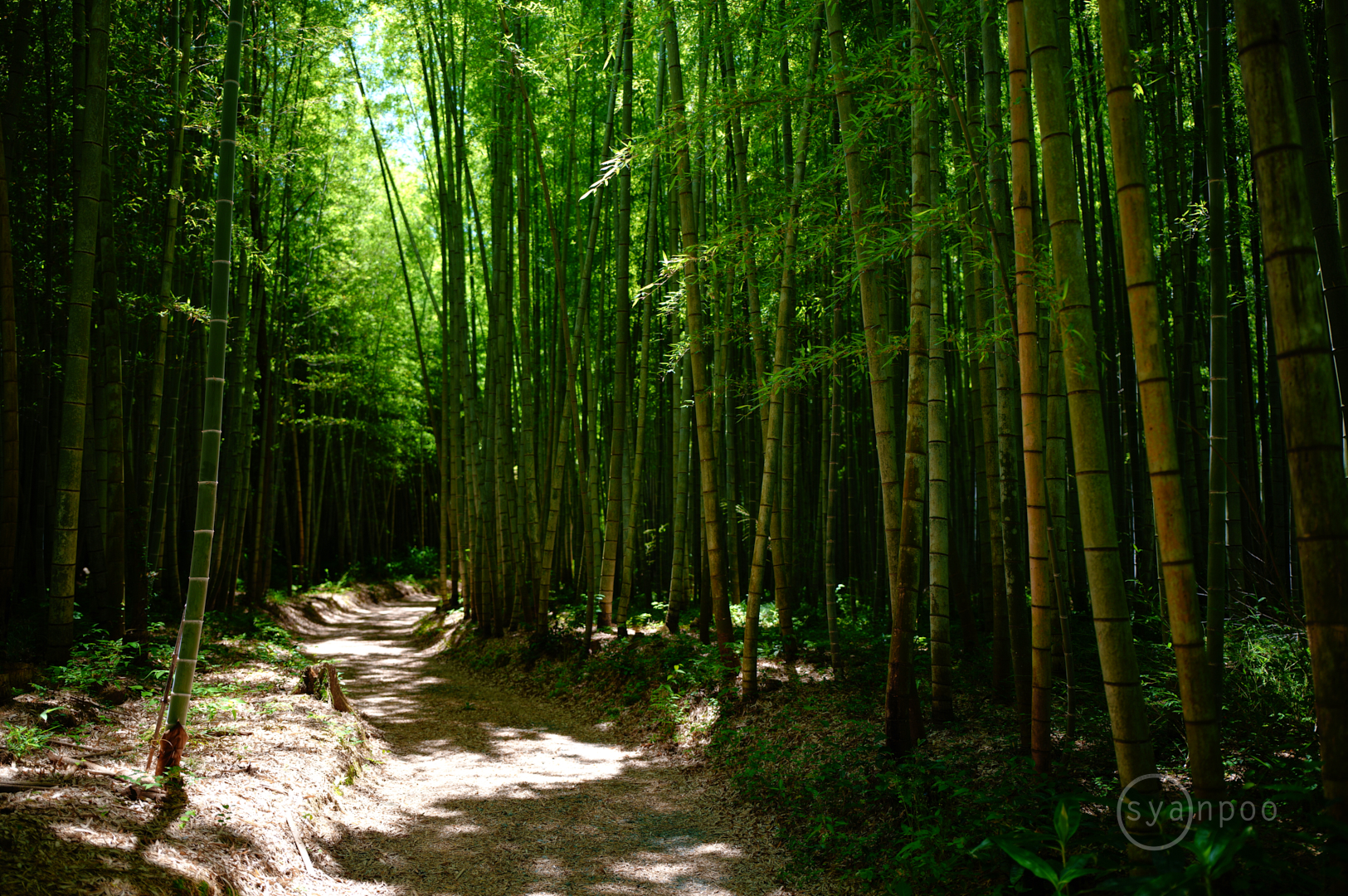 https://www.yaotomi.co.jp/blog/walk/SDIM2695%2C28%20mm%2CF1.8%2Ciso100%28JPEG%29.jpg