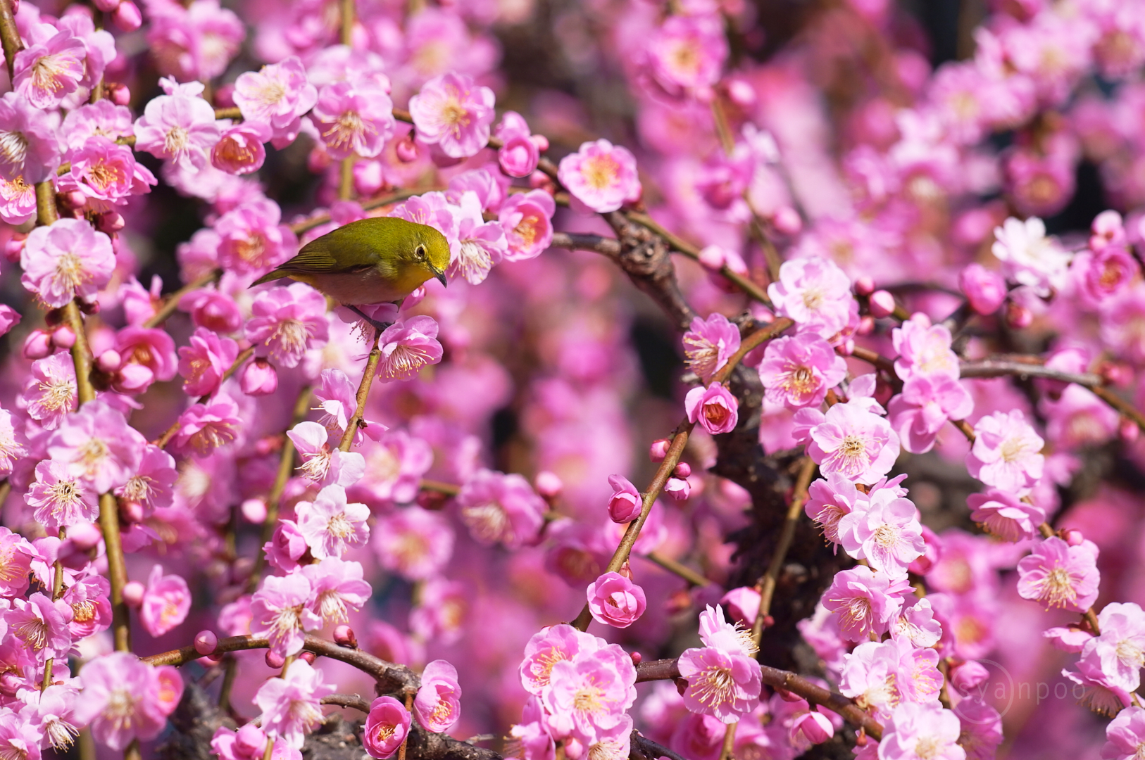 https://www.yaotomi.co.jp/blog/walk/SDIM2723%2C409%20mm%2CF7.1%2Ciso640%28JPEG%29.jpg