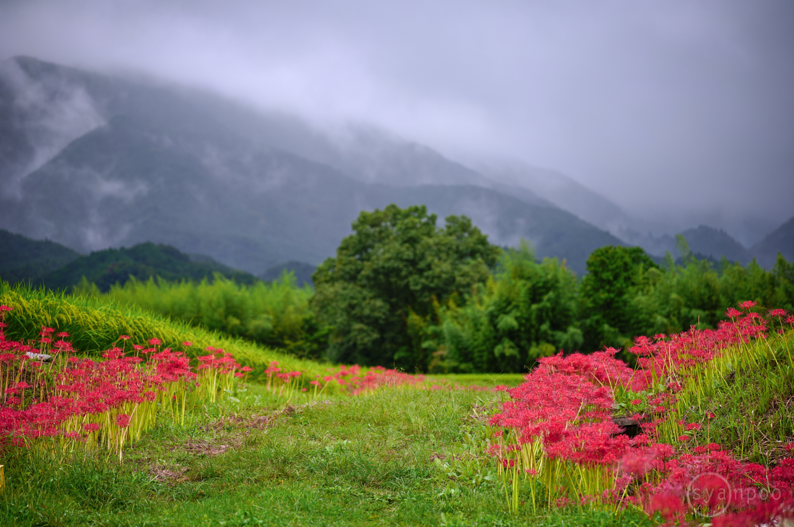 https://www.yaotomi.co.jp/blog/walk/SDIM2723%2C90%20mm%2CF2.8%2Ciso100JPEG.jpg