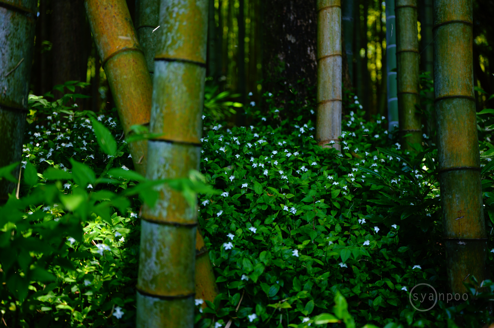 https://www.yaotomi.co.jp/blog/walk/SDIM2725%2C45%20mm%2CF2%2Ciso100%28JPEG%29.jpg