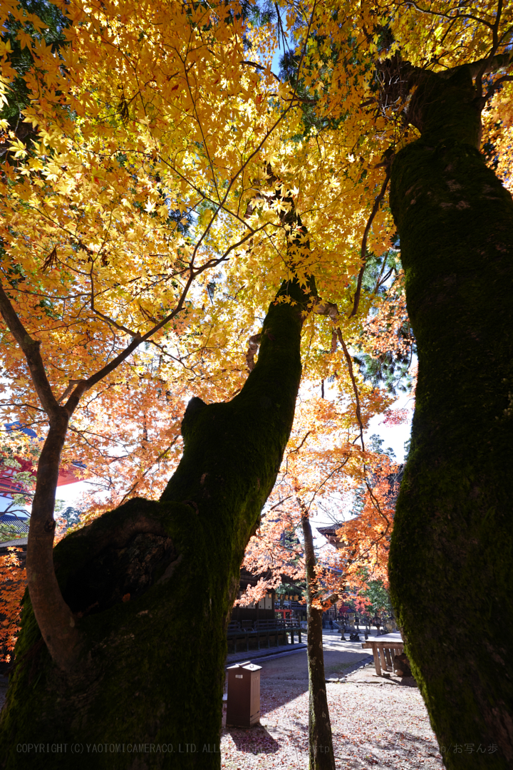 https://www.yaotomi.co.jp/blog/walk/SDIM2726spp%2C14%20mm%2CF14%2Ciso250.jpg