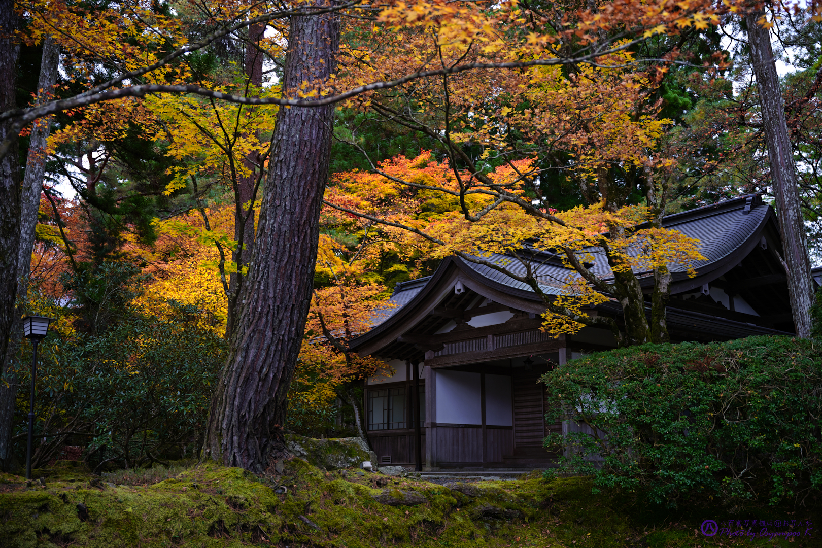 https://www.yaotomi.co.jp/blog/walk/SDIM2728%2CSIGMA%20fp%2C37%20mm_2020yaotomi.jpg