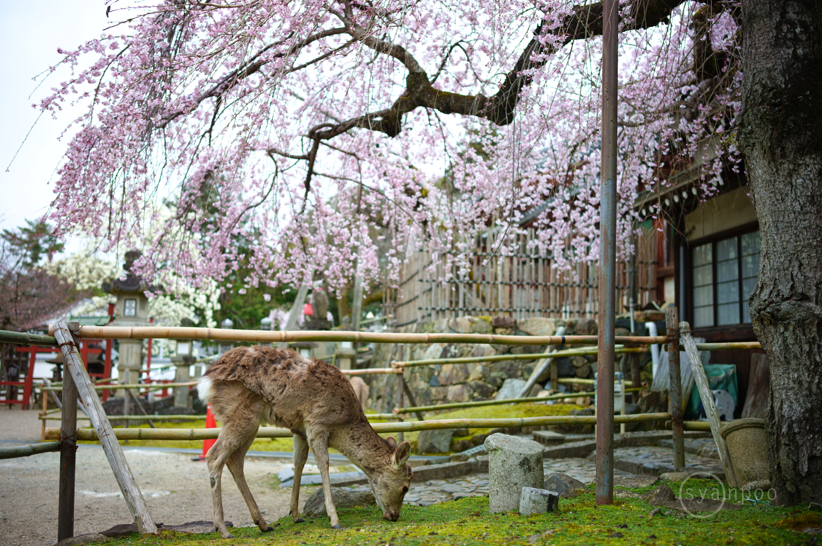 https://www.yaotomi.co.jp/blog/walk/SDIM2735%2C35%20mm%2CF2%2Ciso100%28JPEG%29.jpg