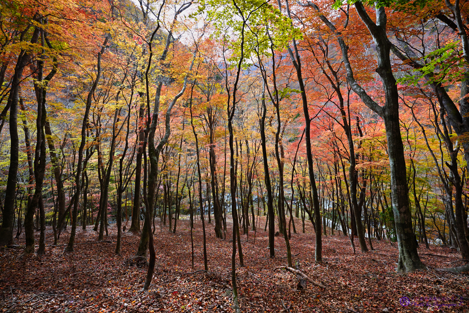 https://www.yaotomi.co.jp/blog/walk/SDIM2767%2CSIGMA%20fp%2C14%20mm_2020yaotomi.jpg