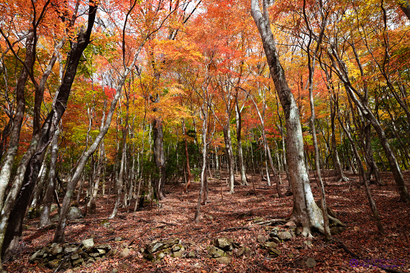 https://www.yaotomi.co.jp/blog/walk/SDIM2783%2CSIGMA%20fp%2C20%20mm_2020yaotomi.jpg