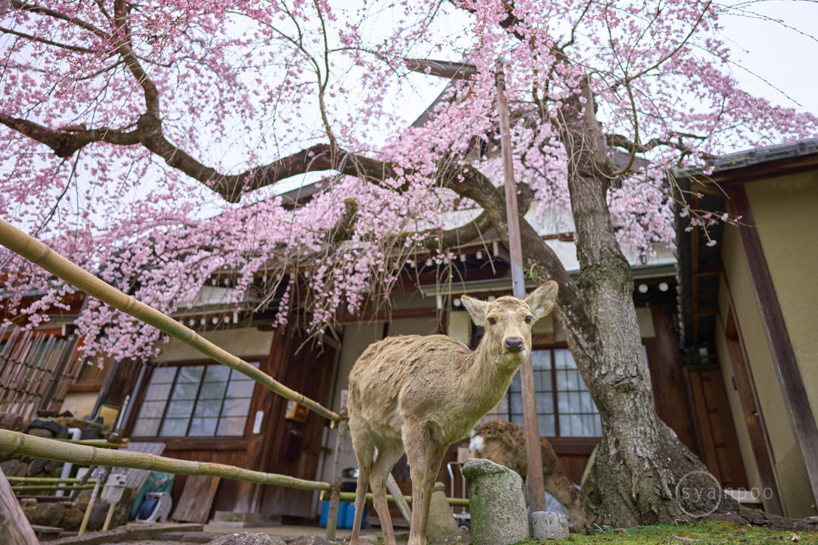 https://www.yaotomi.co.jp/blog/walk/SDIM2790%2C20%20mm%2CF2%2Ciso100%28DNG%29.jpg