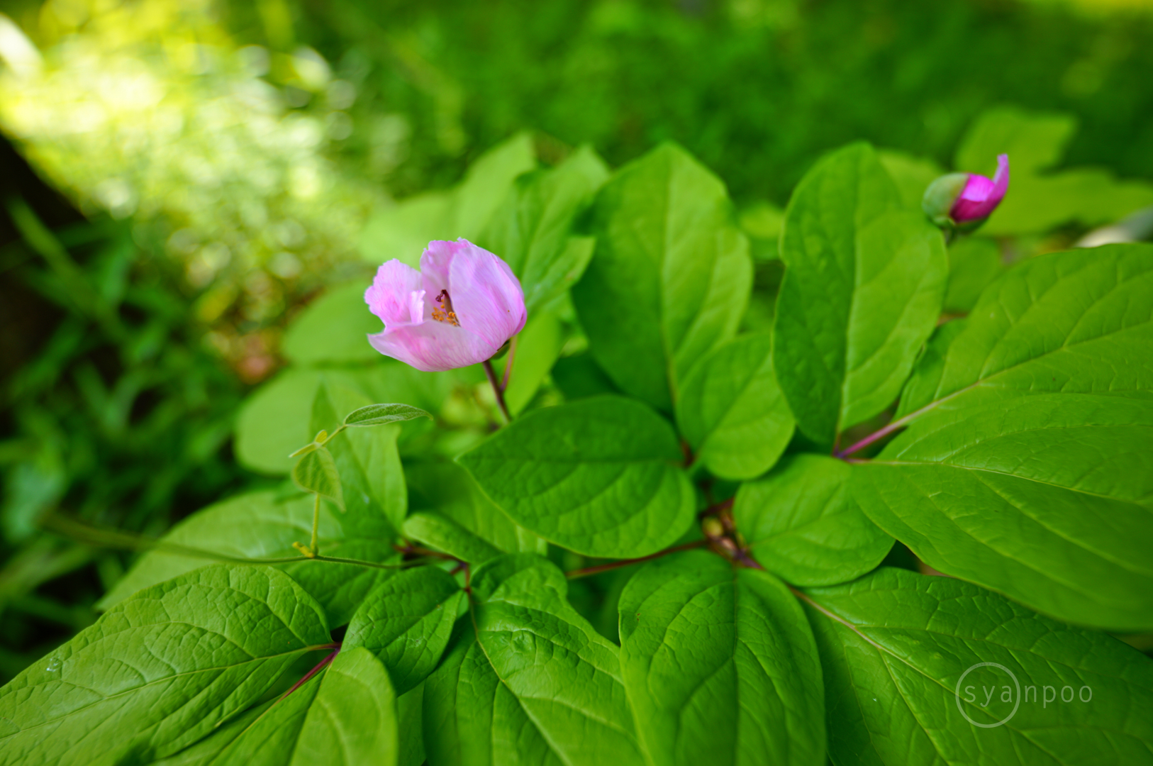 https://www.yaotomi.co.jp/blog/walk/SDIM2799%2C14%20mm%2CF1.4%2Ciso100%28JPEG%29.jpg